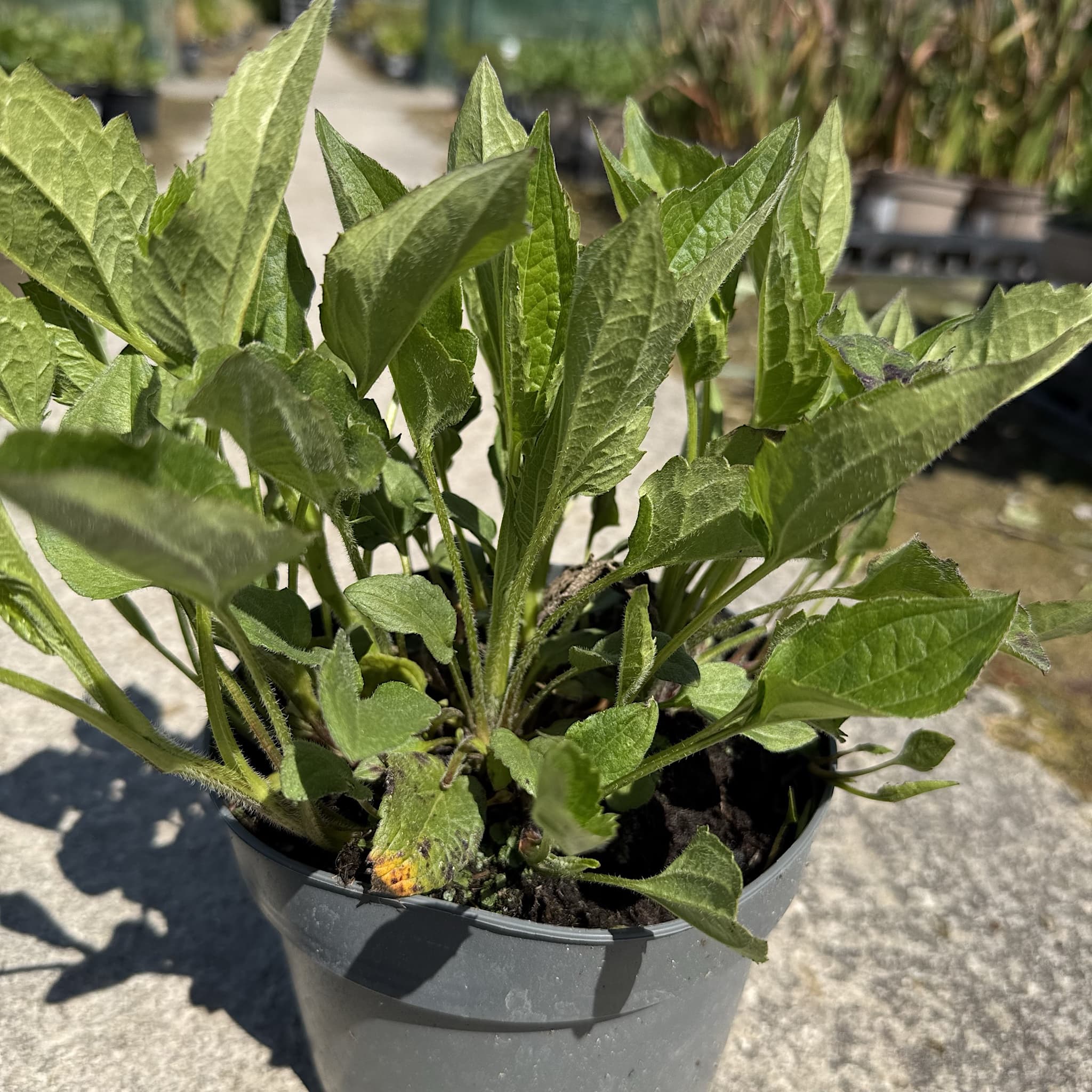 Rudbeckia fulg. 'Goldsturm'