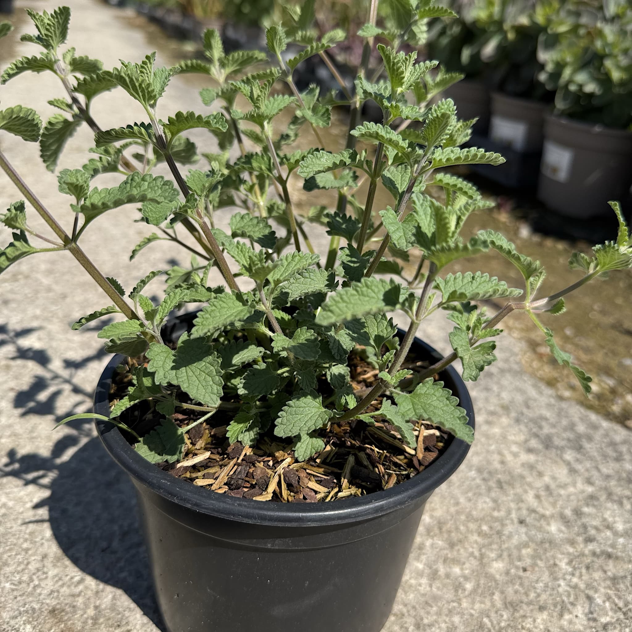 Nepeta faassenii 'Walker's Low'
