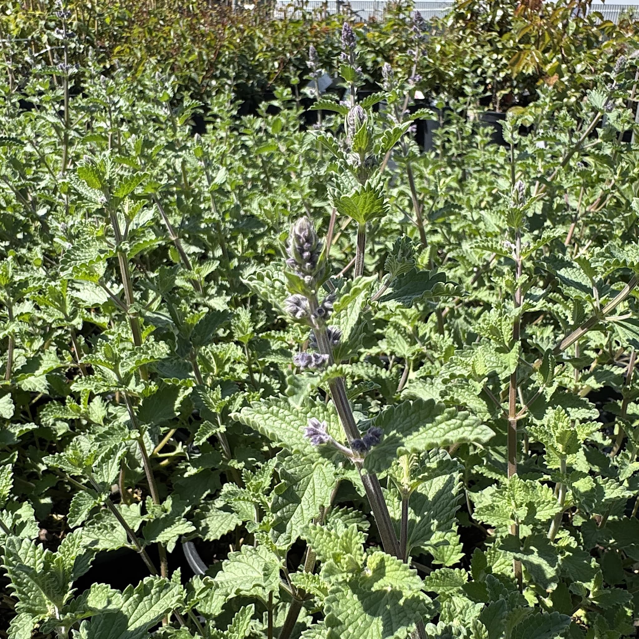 Nepeta faassenii 'Walker's Low'