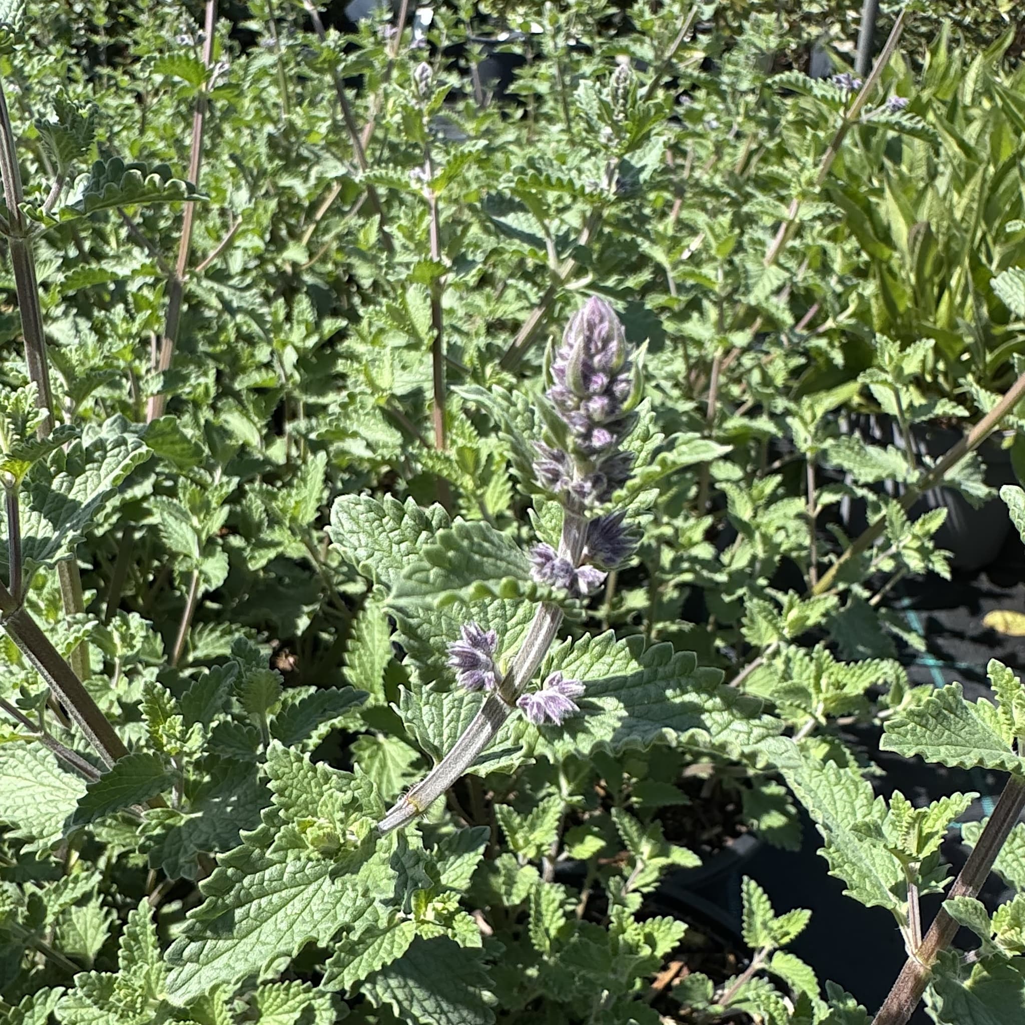 Nepeta faassenii 'Walker's Low'