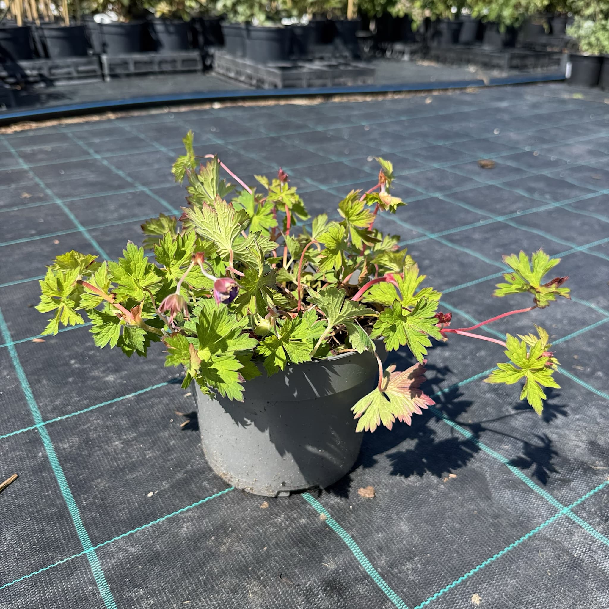 Geranium 'Rozanne' (Blue)