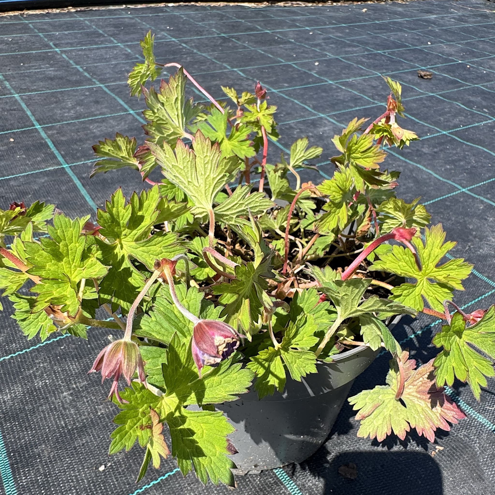 Geranium 'Rozanne' (Blue)