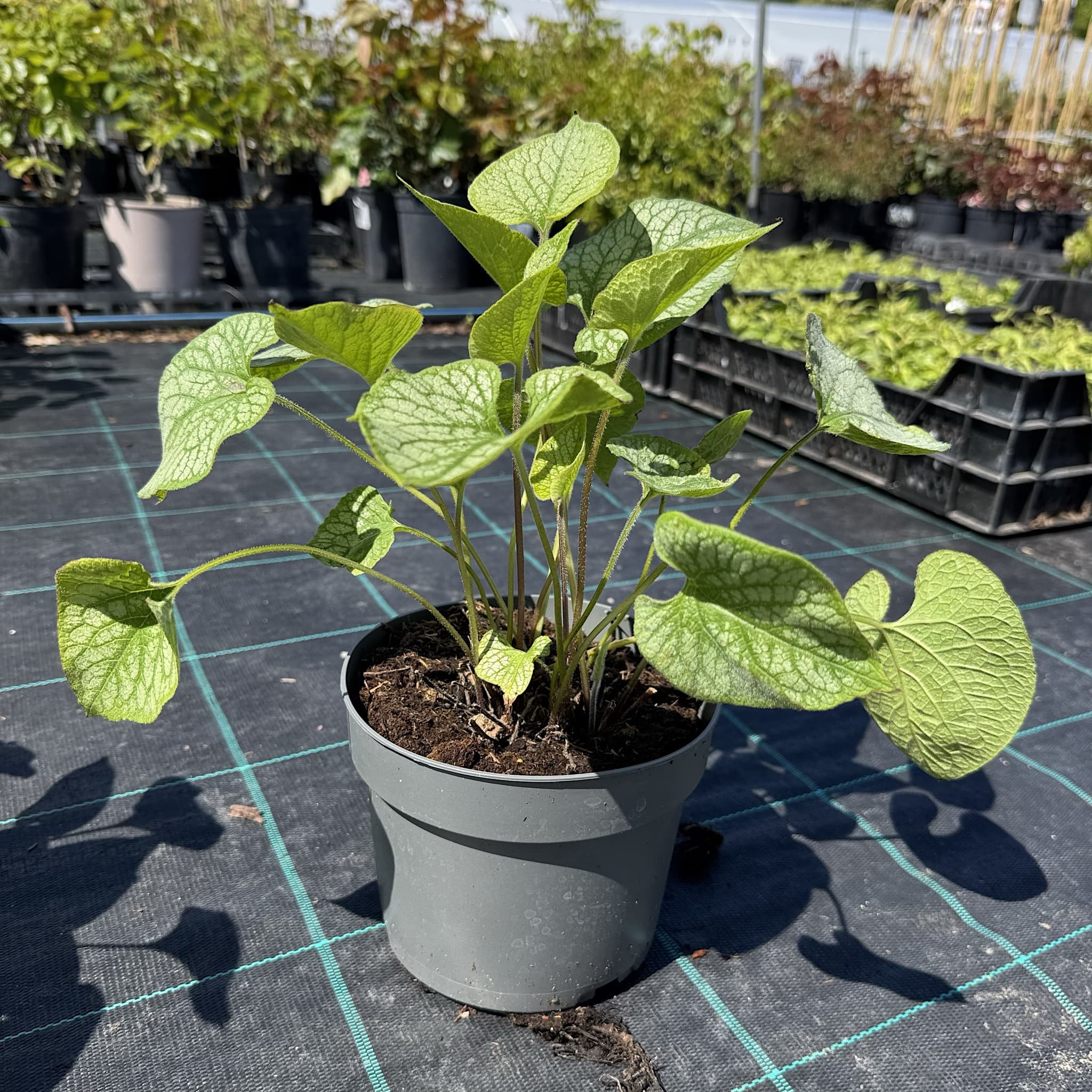Brunnera macr. 'Jack Frost'