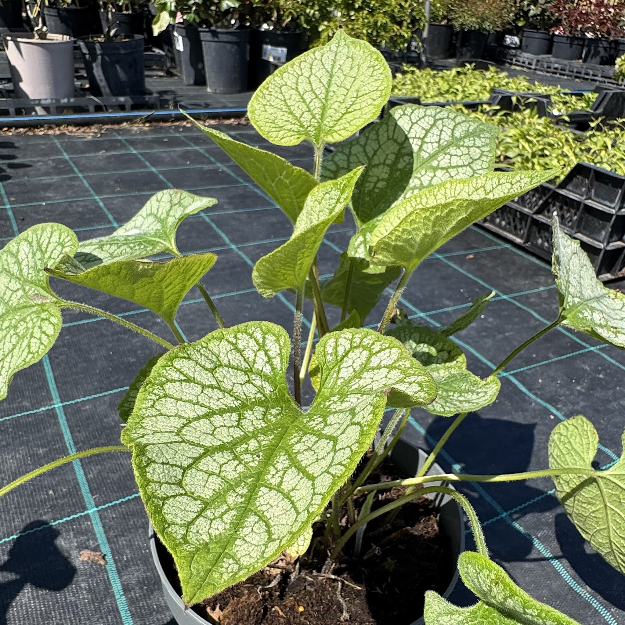 Brunnera macr. 'Jack Frost'