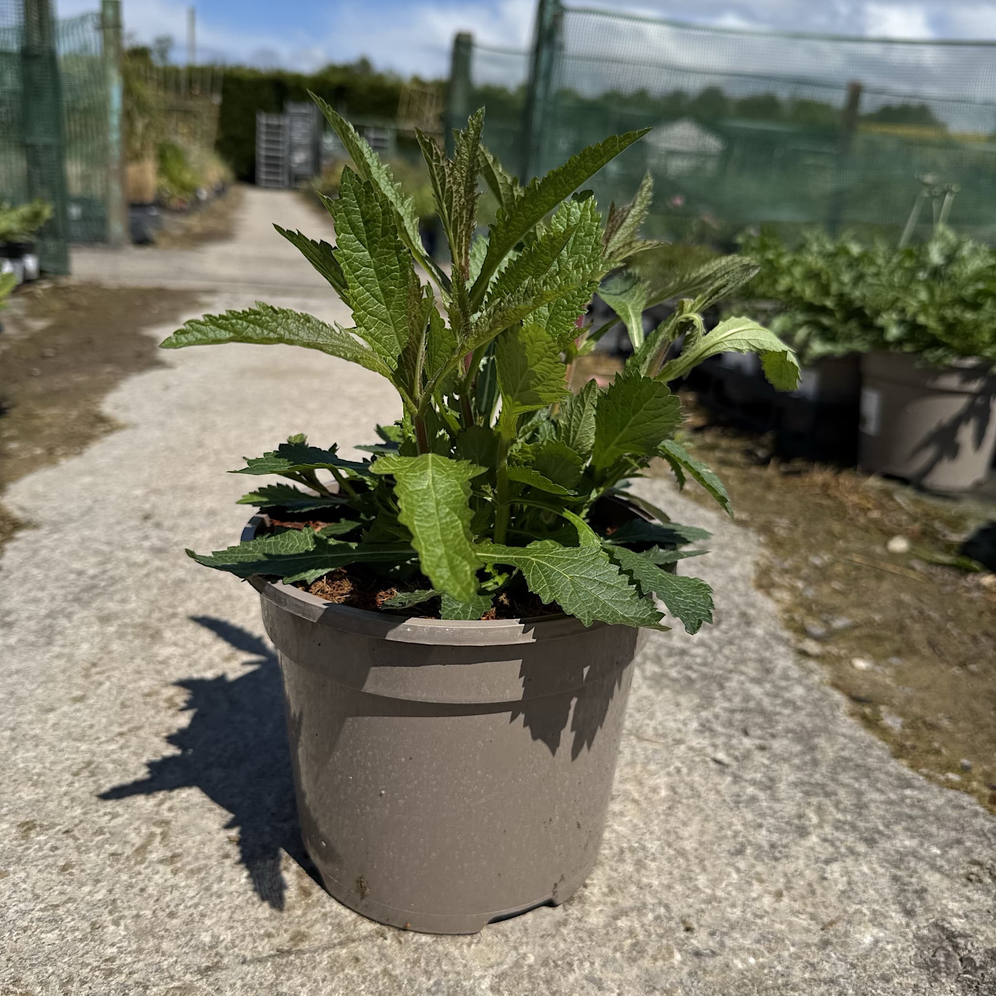 Verbena bonariensis
