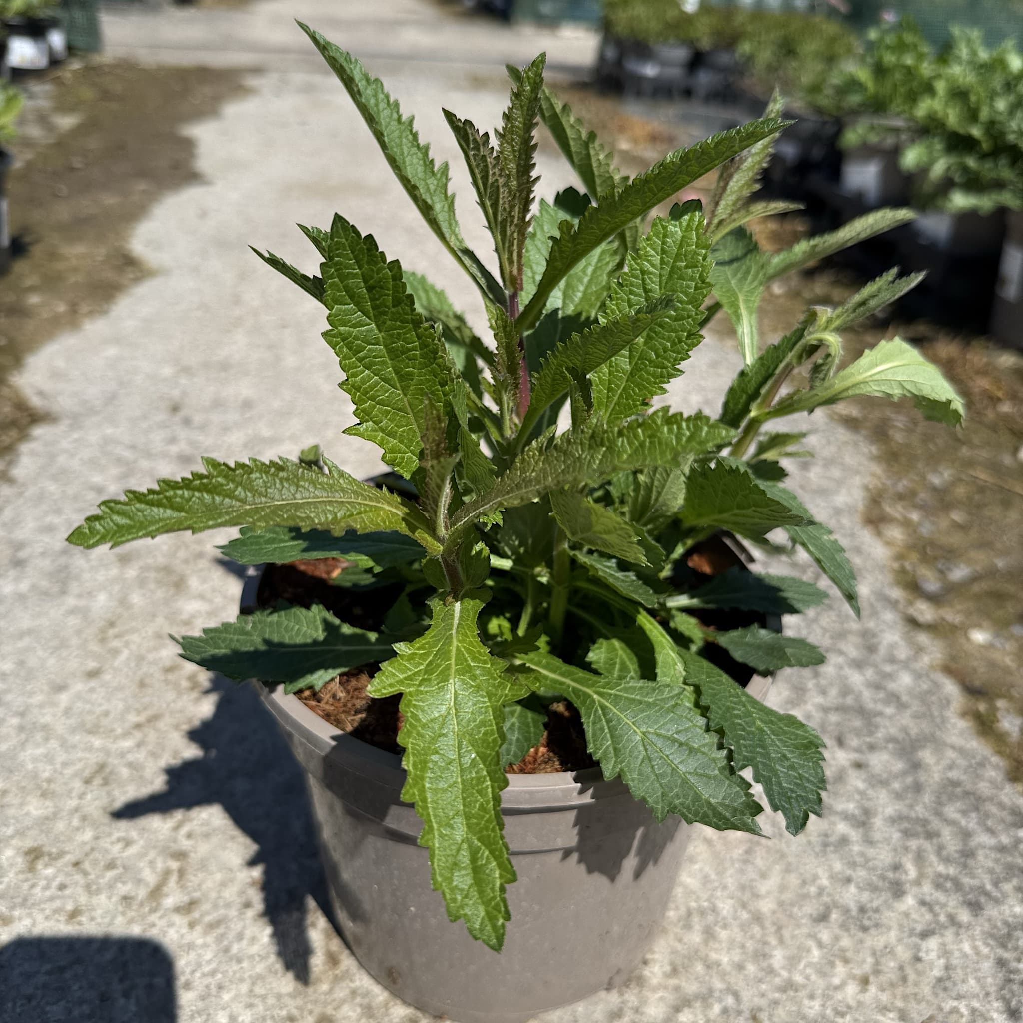 Verbena bonariensis