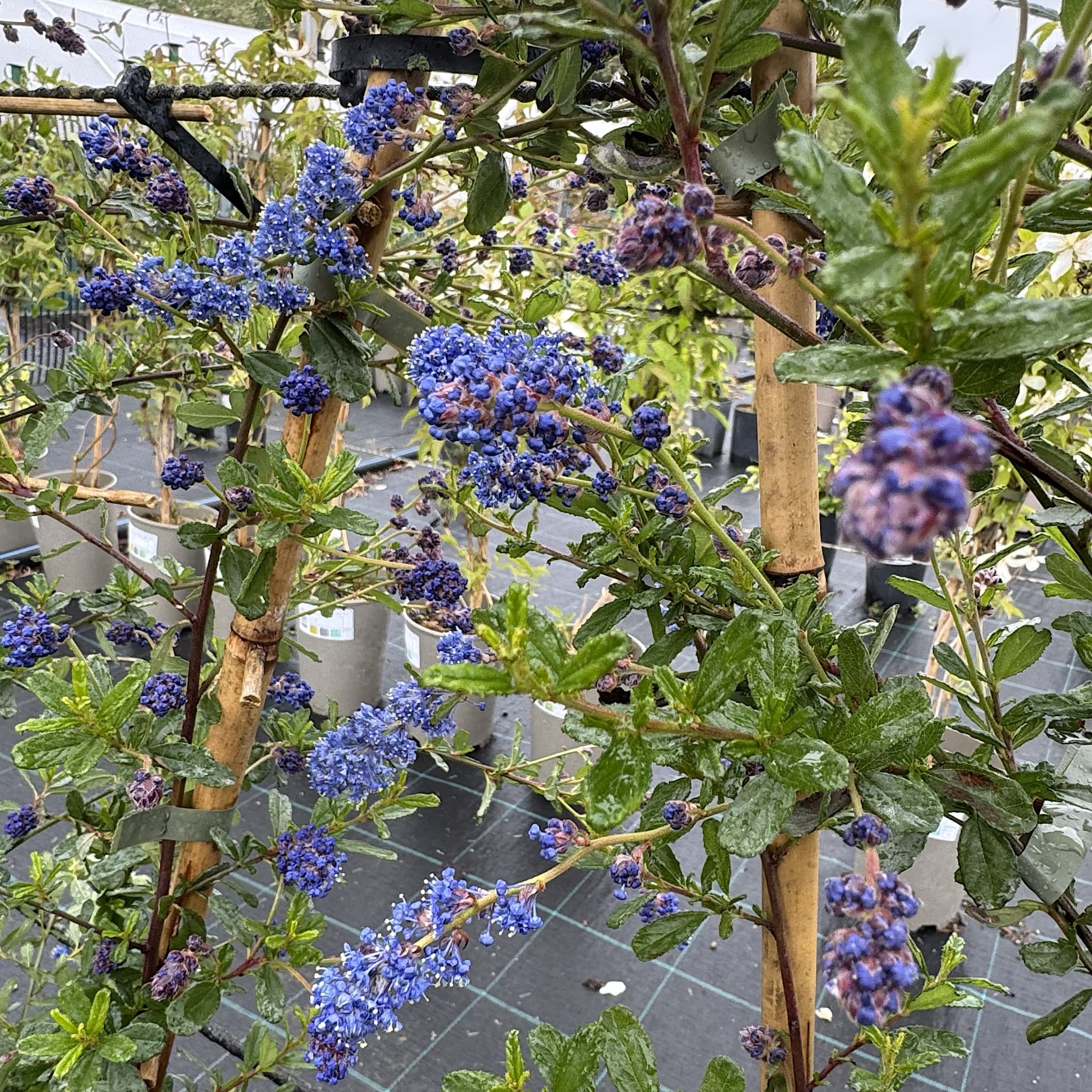 Ceanothus 'Italian Skies'
