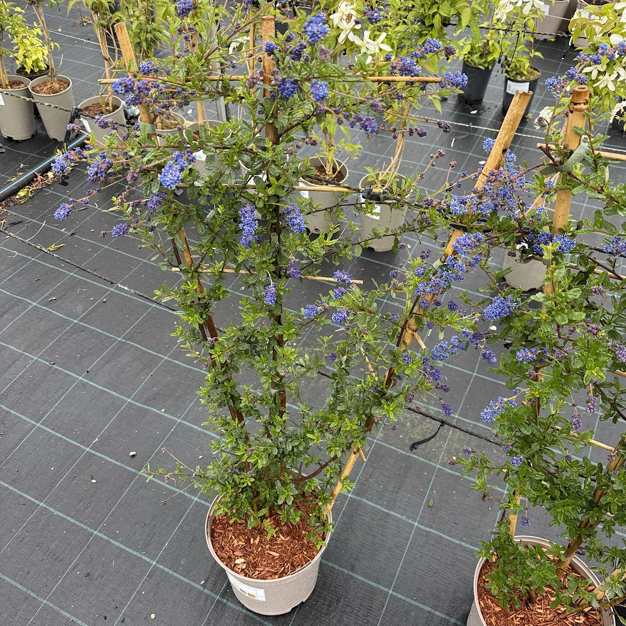 Ceanothus 'Italian Skies'