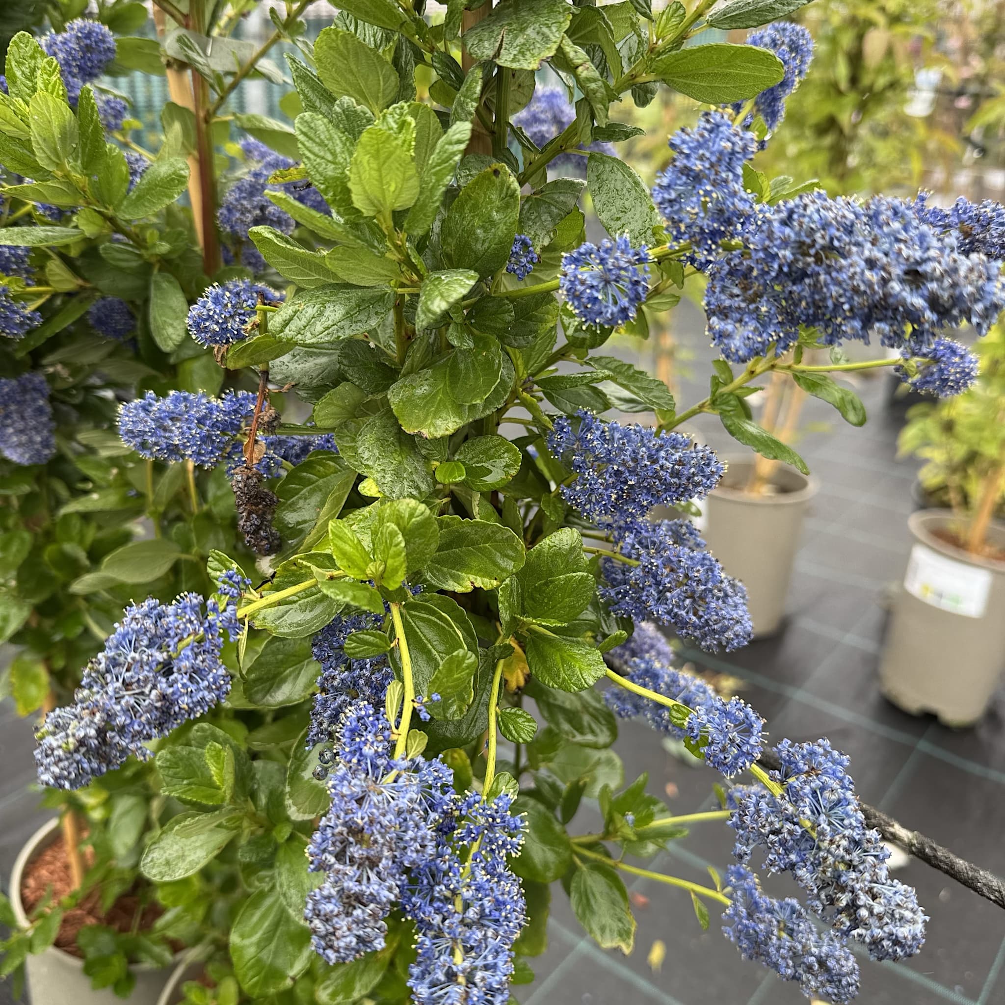 Ceanothus 'Yankee Point'