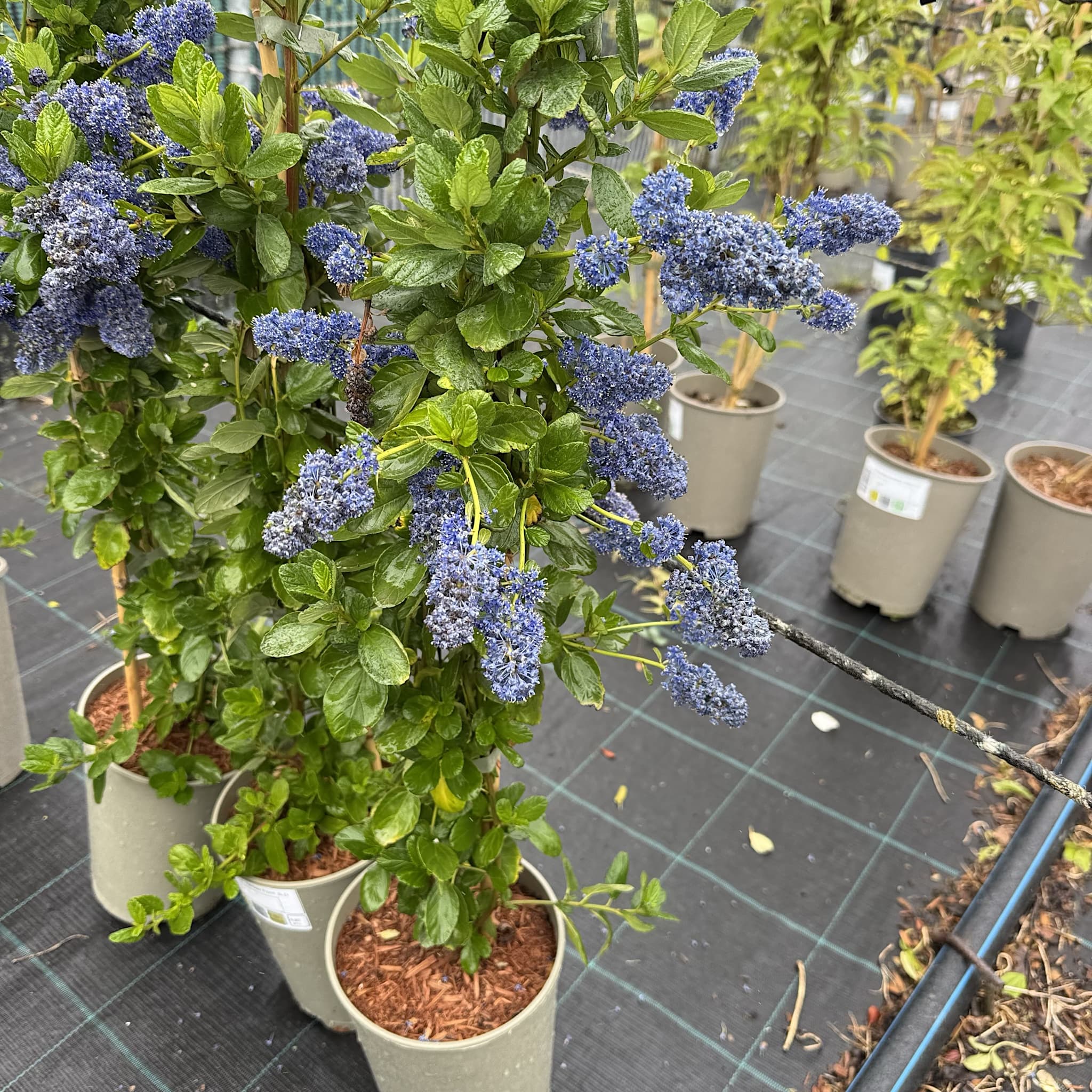 Ceanothus 'Yankee Point'