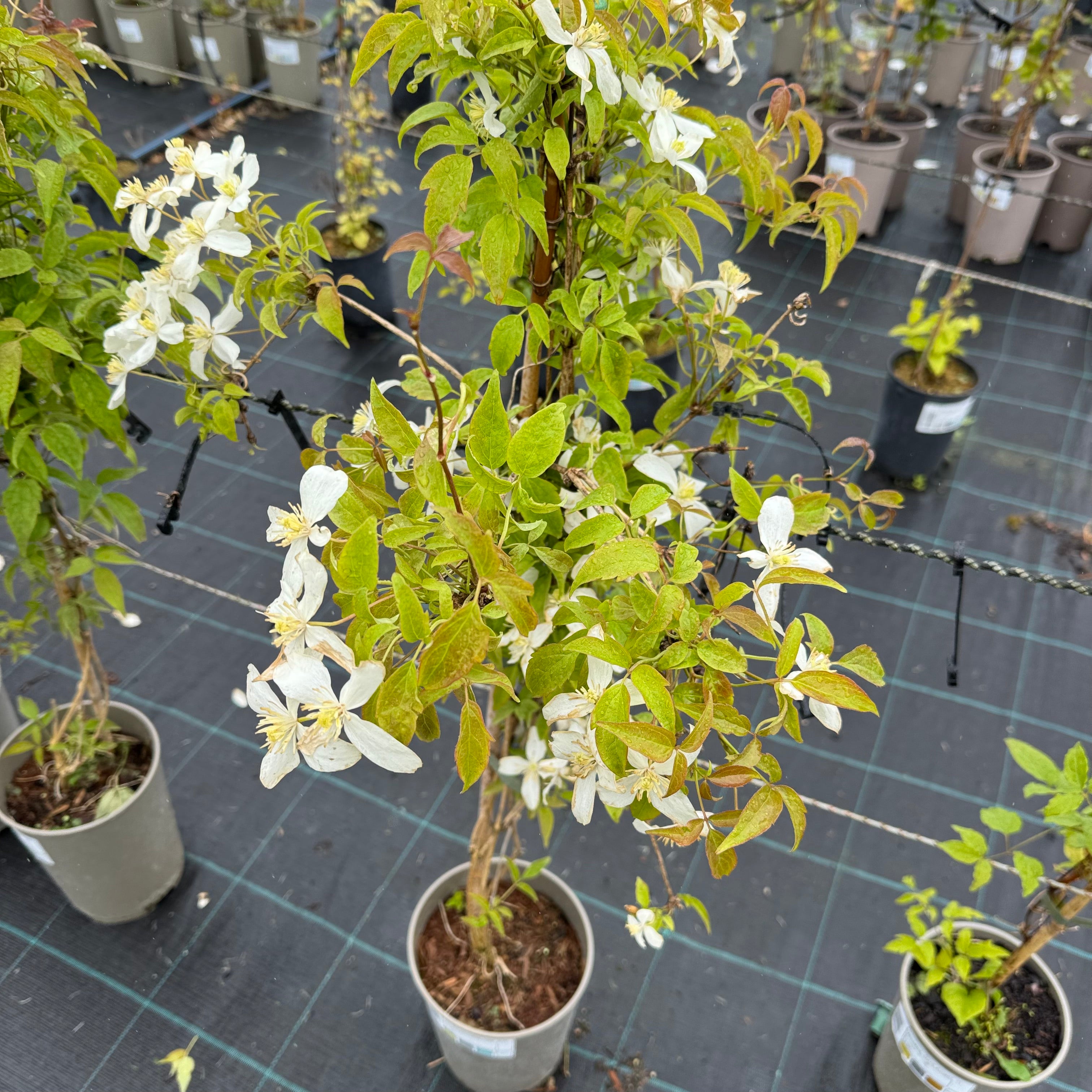 Clematis montana 'Alba'