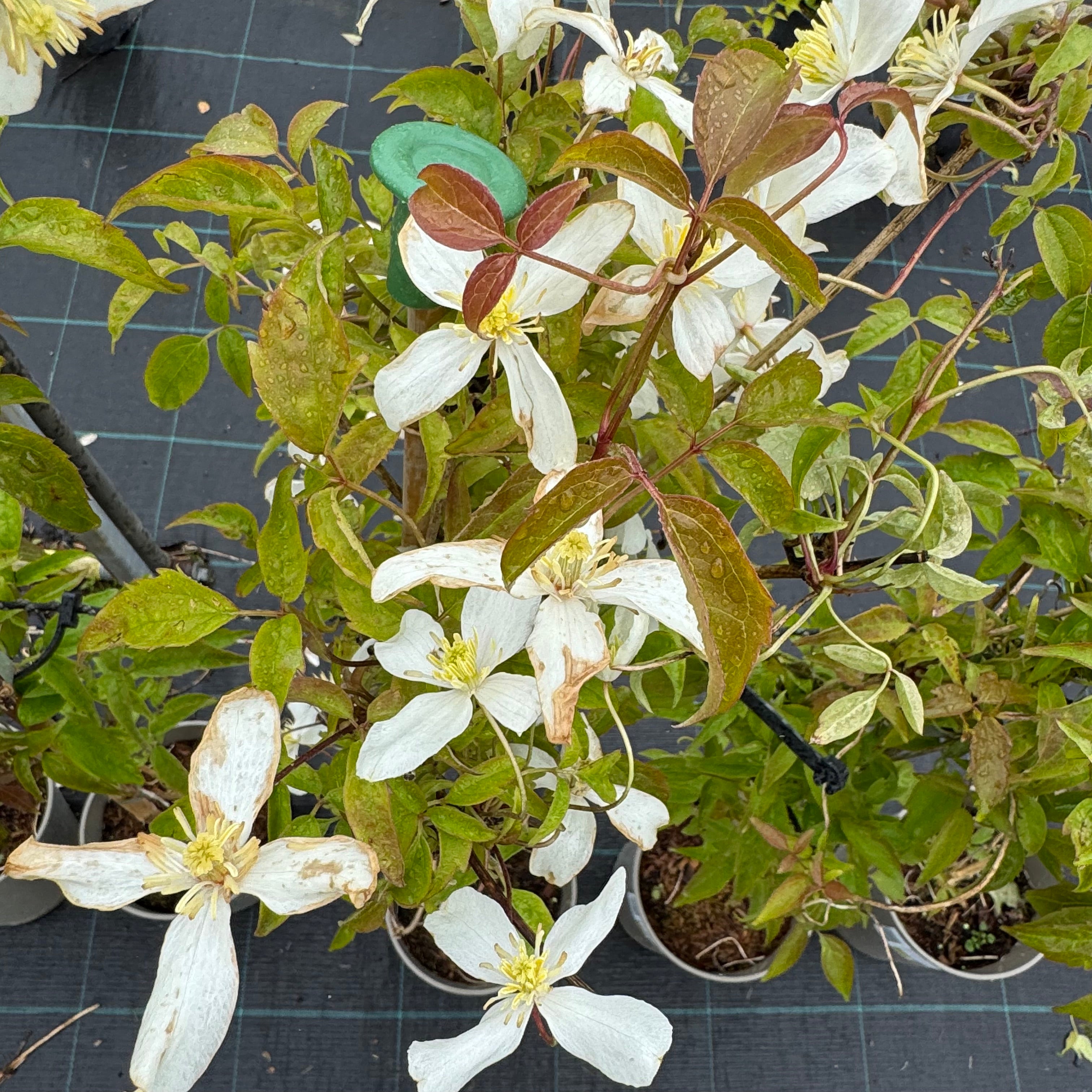 Clematis montana 'Alba'