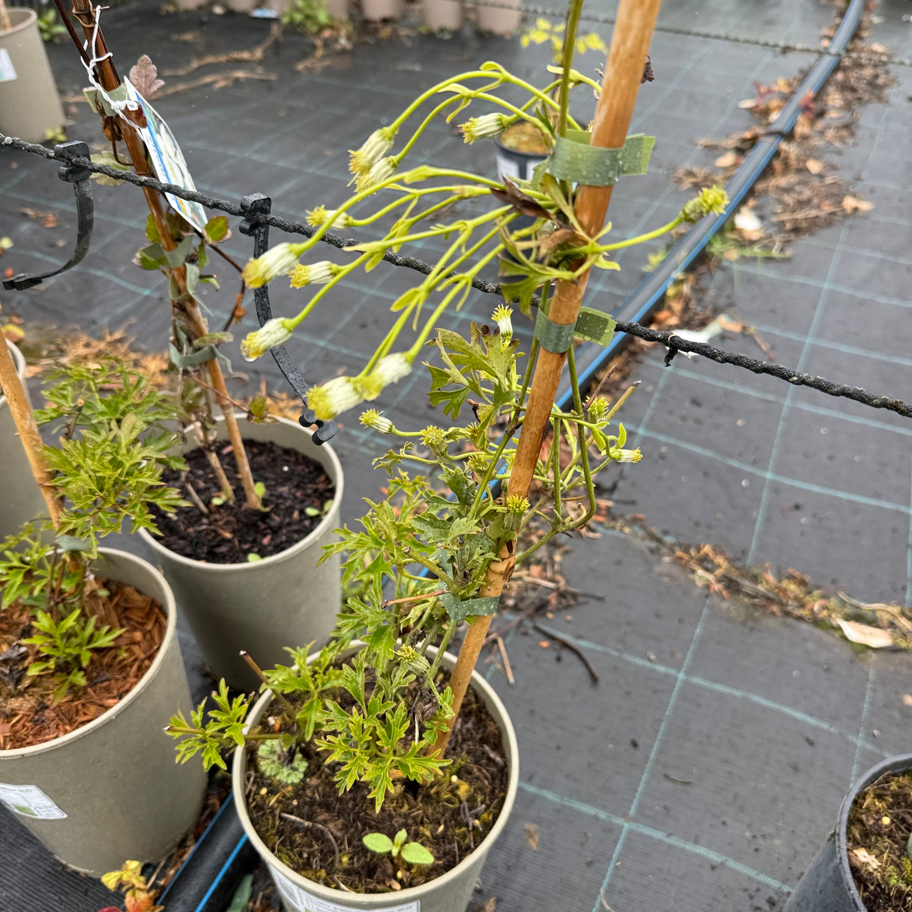 Clematis 'Early Sensation'