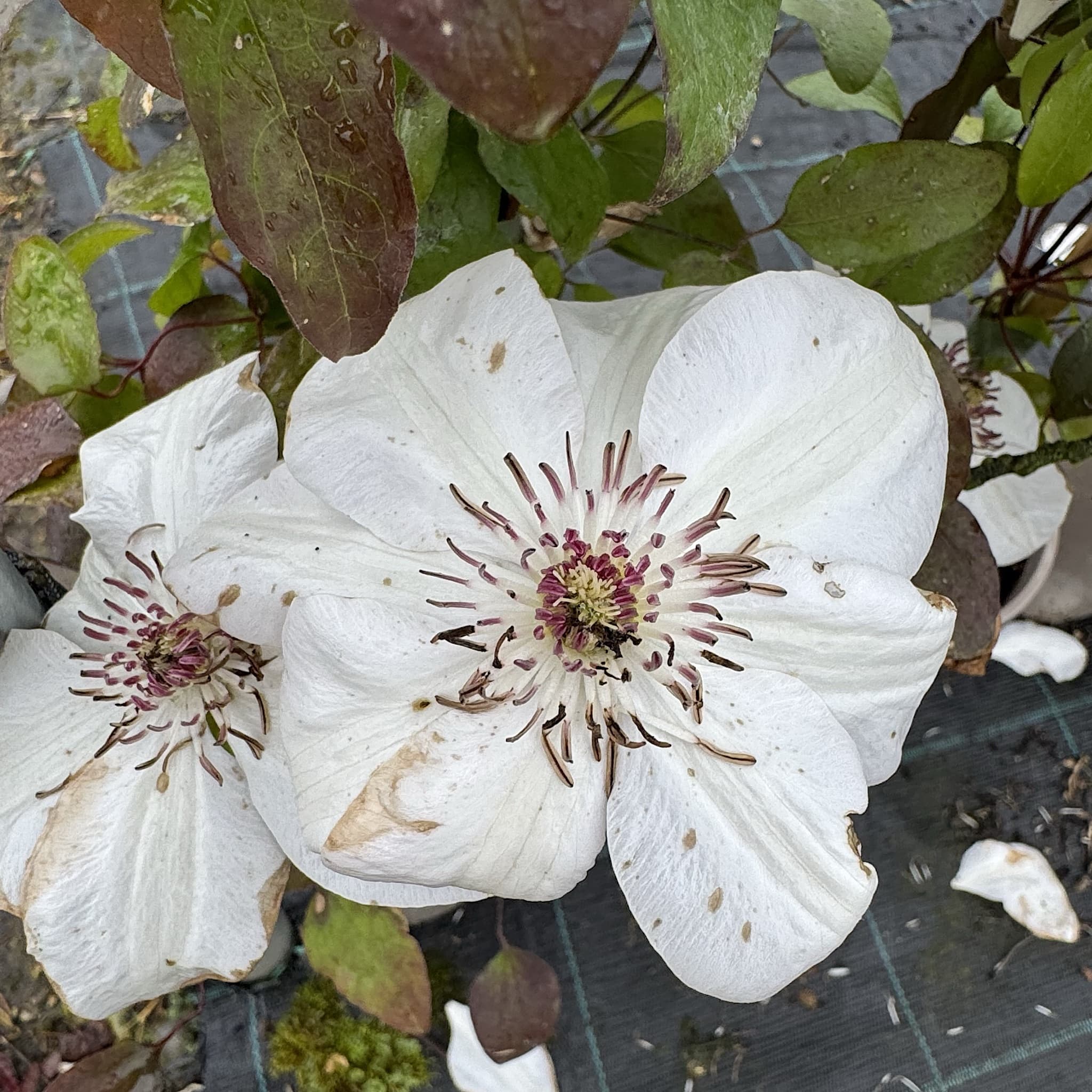Clematis 'Miss Bateman'