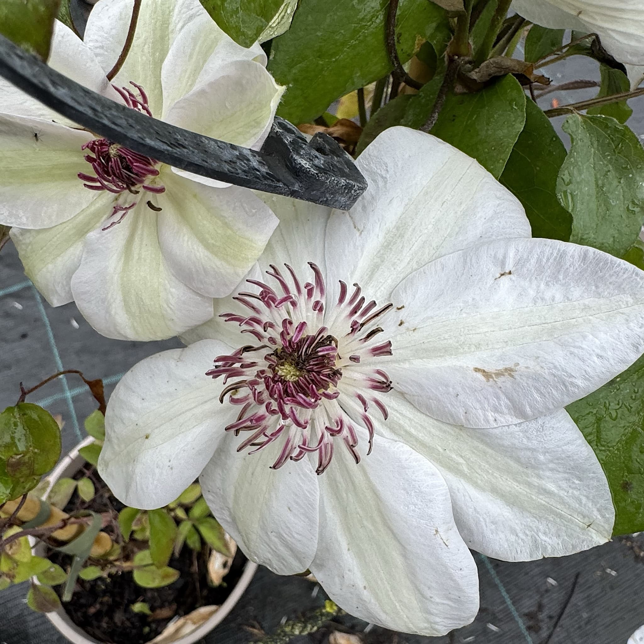 Clematis 'Miss Bateman'
