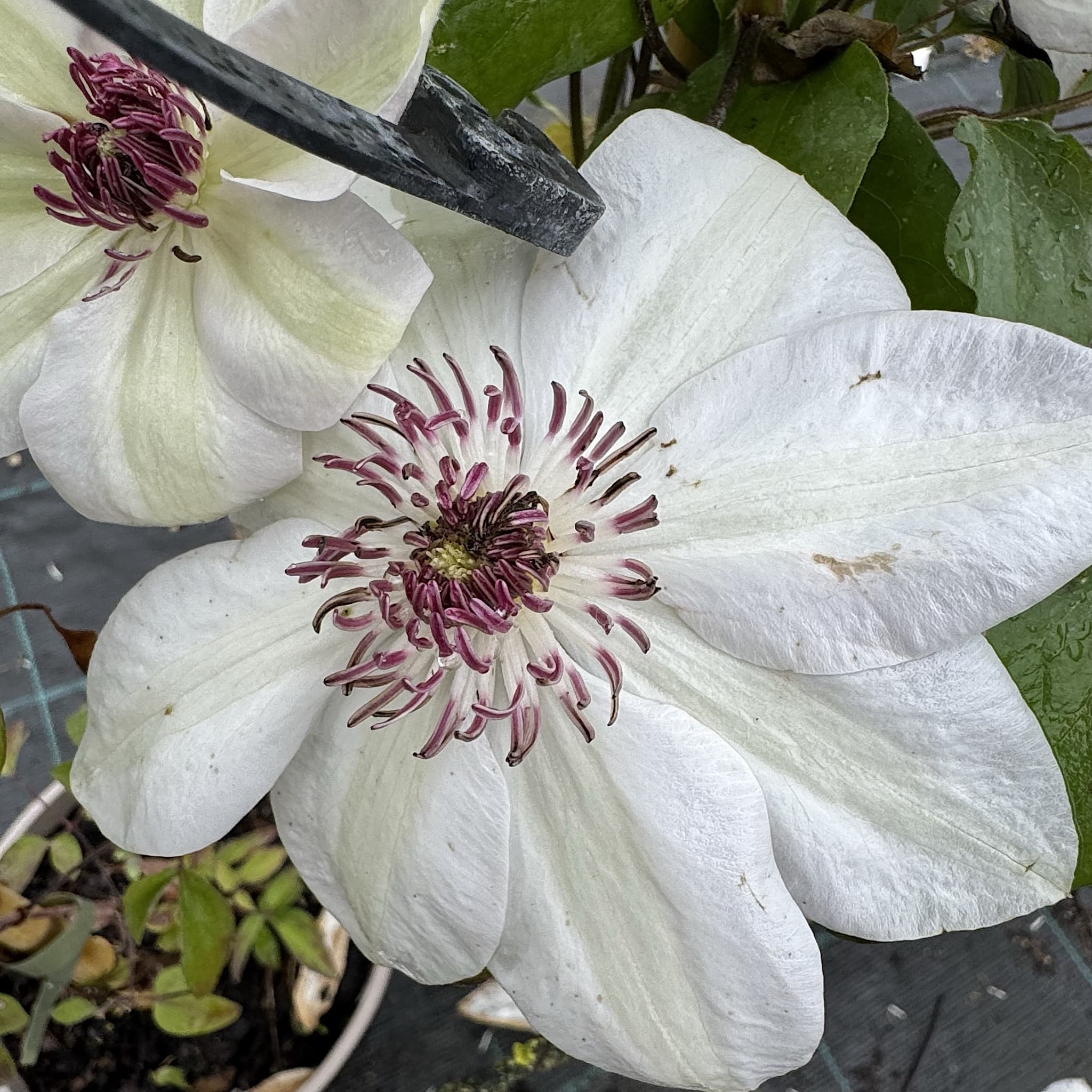 Clematis 'Miss Bateman'