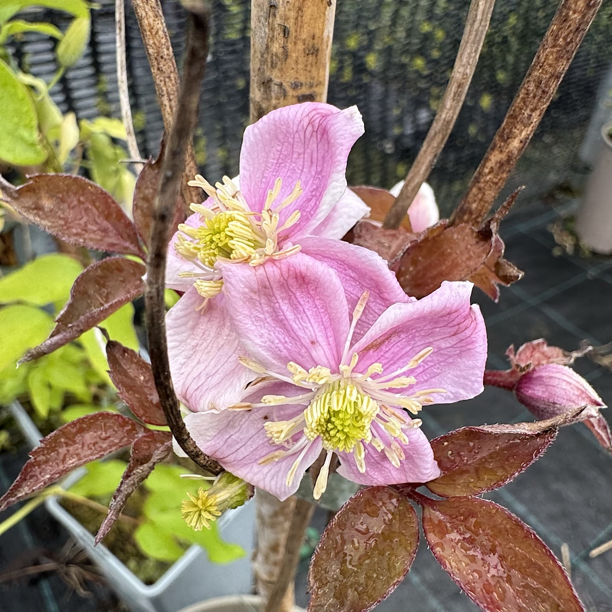 Clematis montana rubens 'Tetrarose'