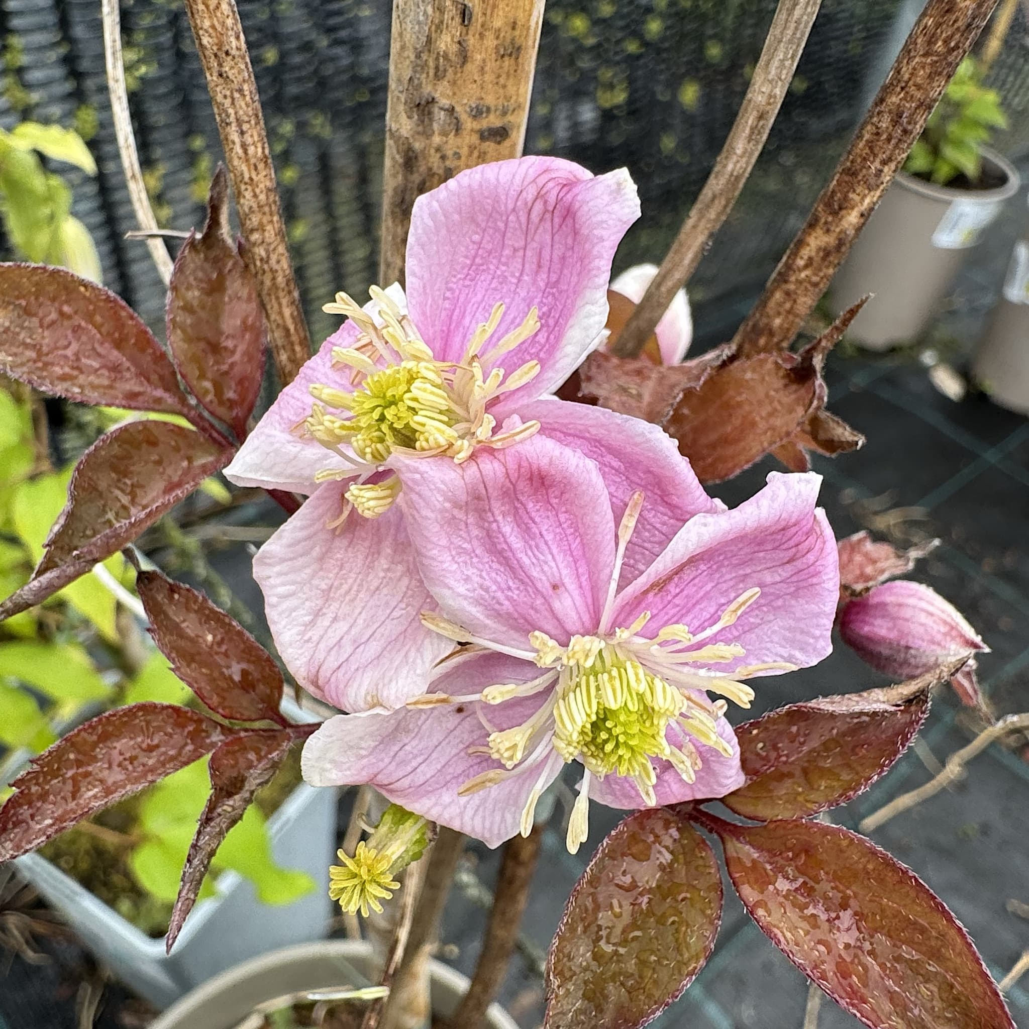 Clematis montana rubens 'Tetrarose'
