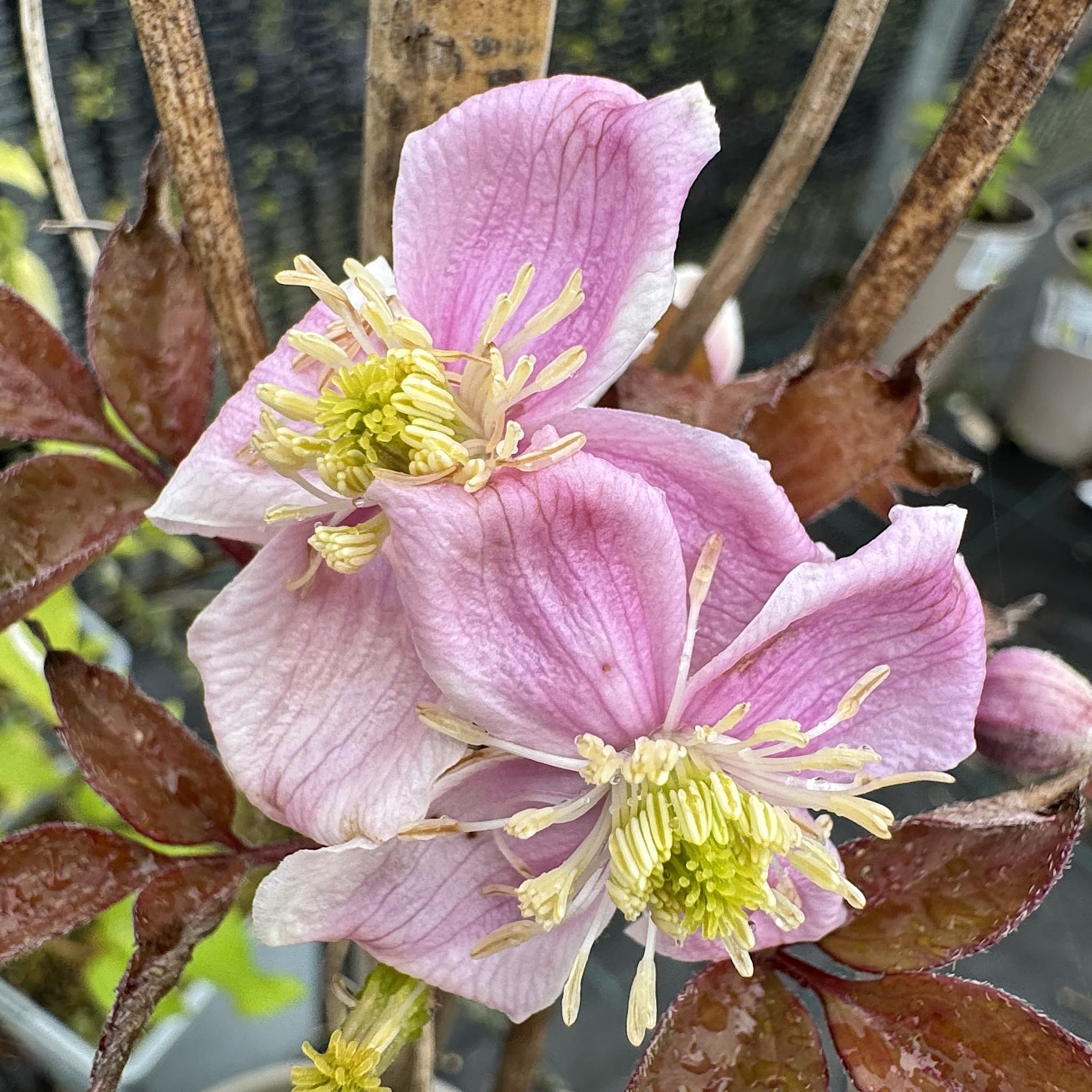 Clematis montana rubens 'Tetrarose'