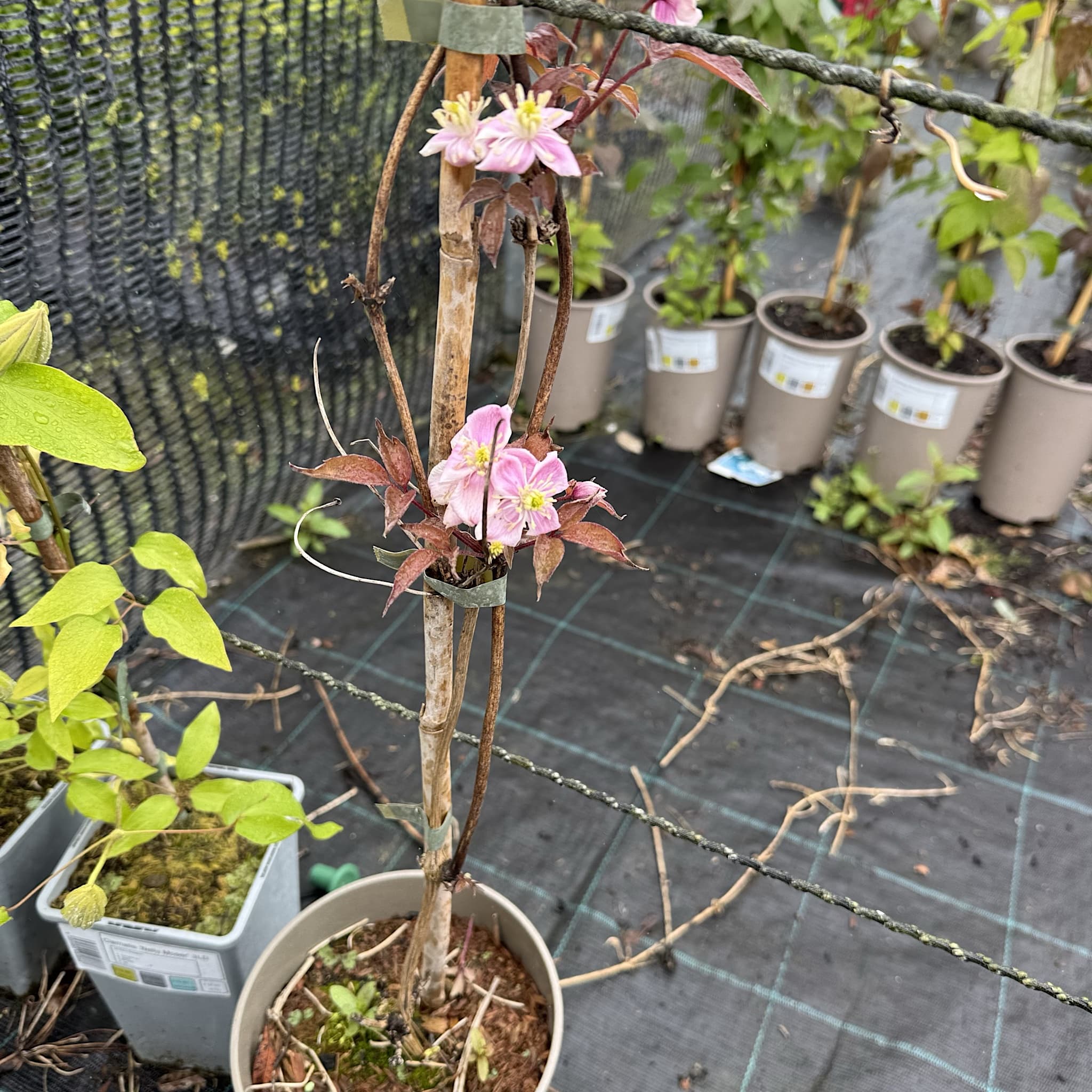 Clematis montana rubens 'Tetrarose'