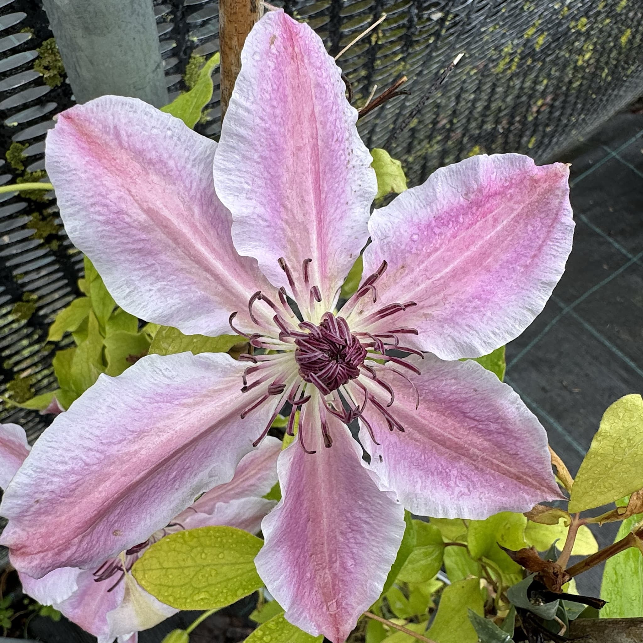 Clematis 'Nelly Moser'