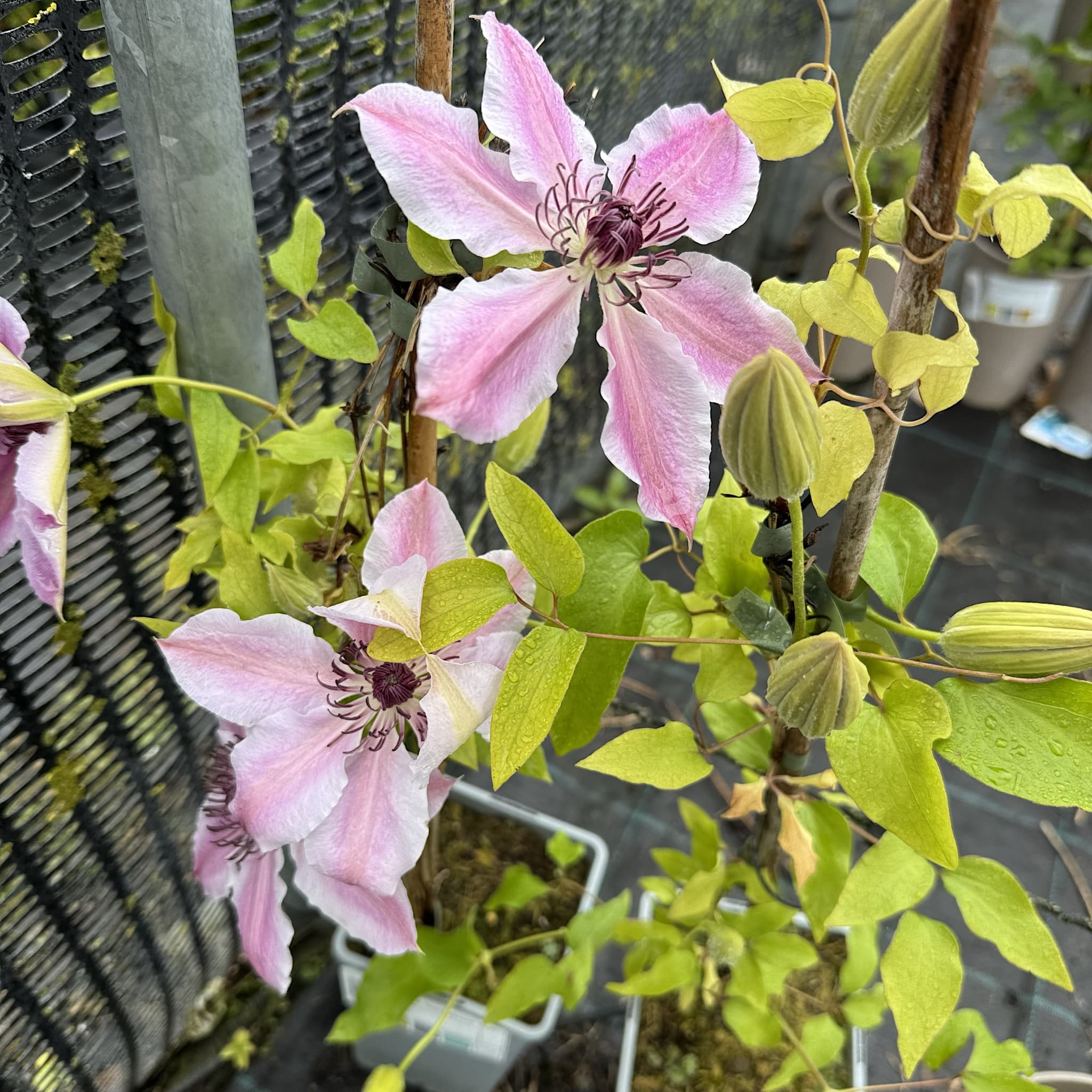 Clematis 'Nelly Moser'