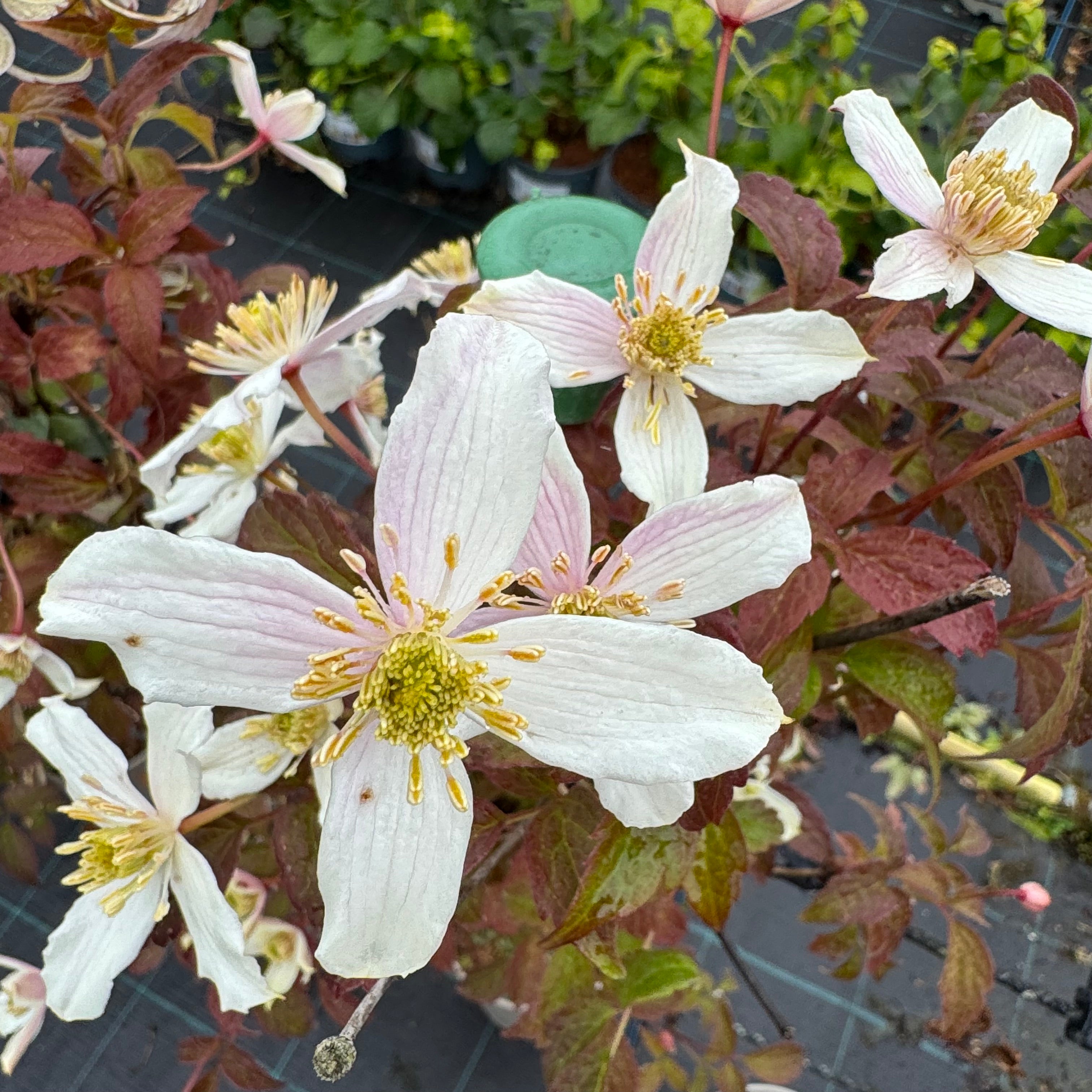 Clematis montana 'Rubens Superba'