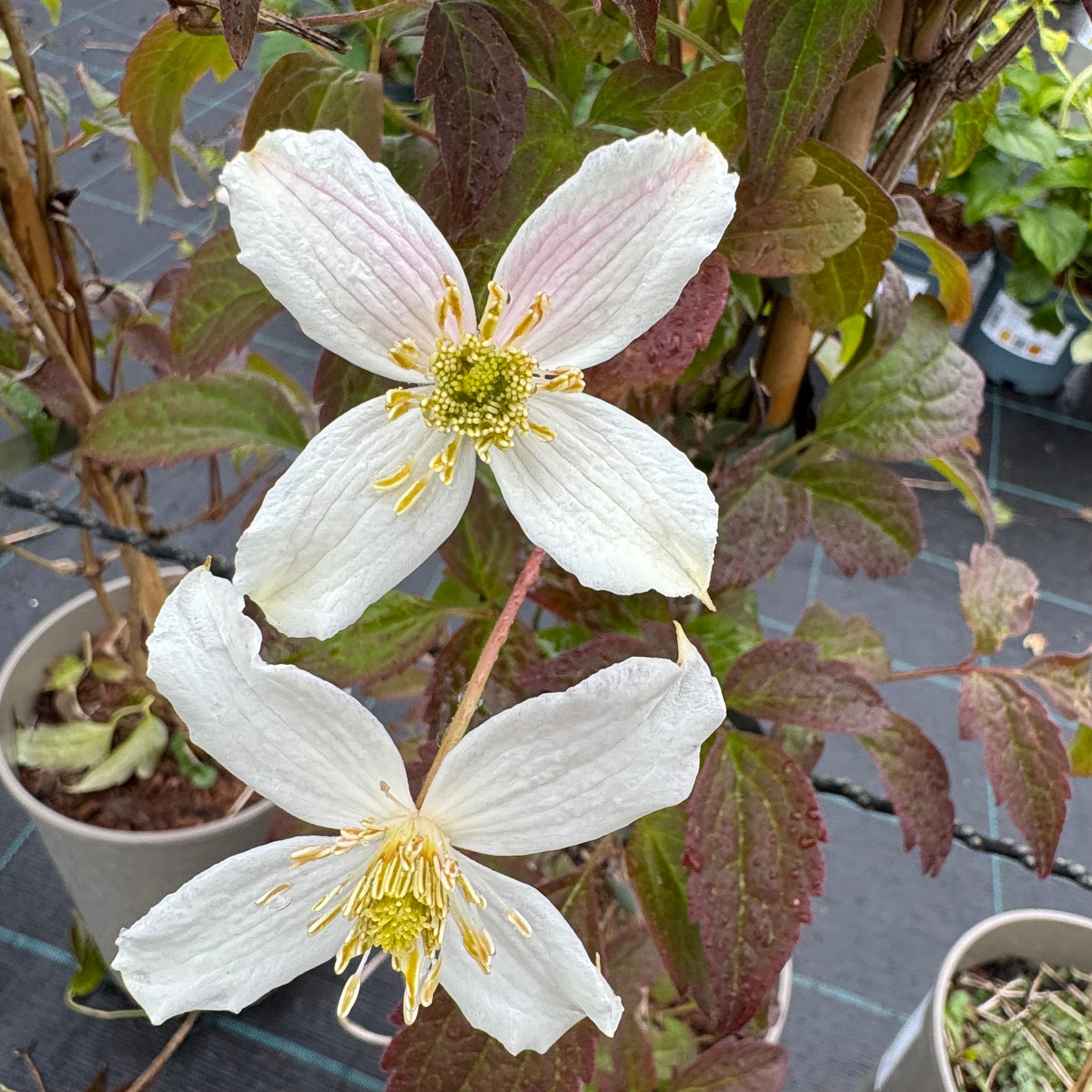 Clematis montana 'Rubens Superba'