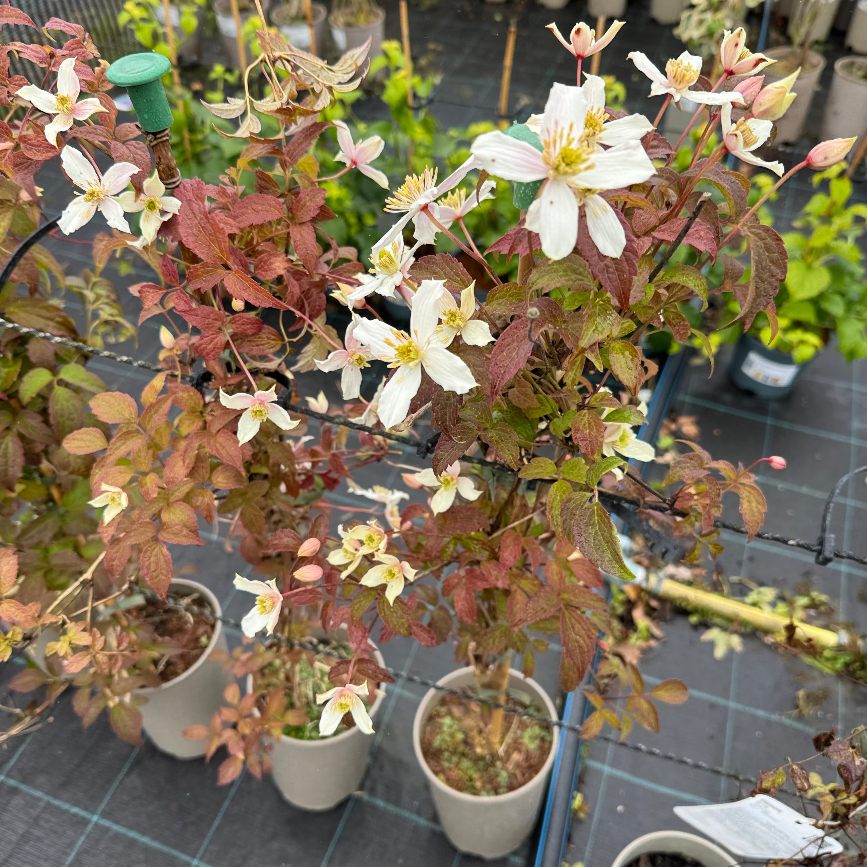 Clematis montana 'Rubens Superba'
