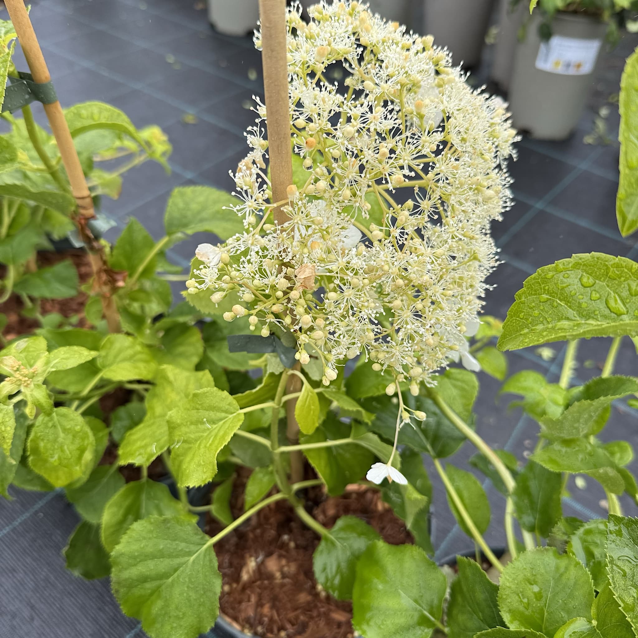 Hydrangea petiolaris