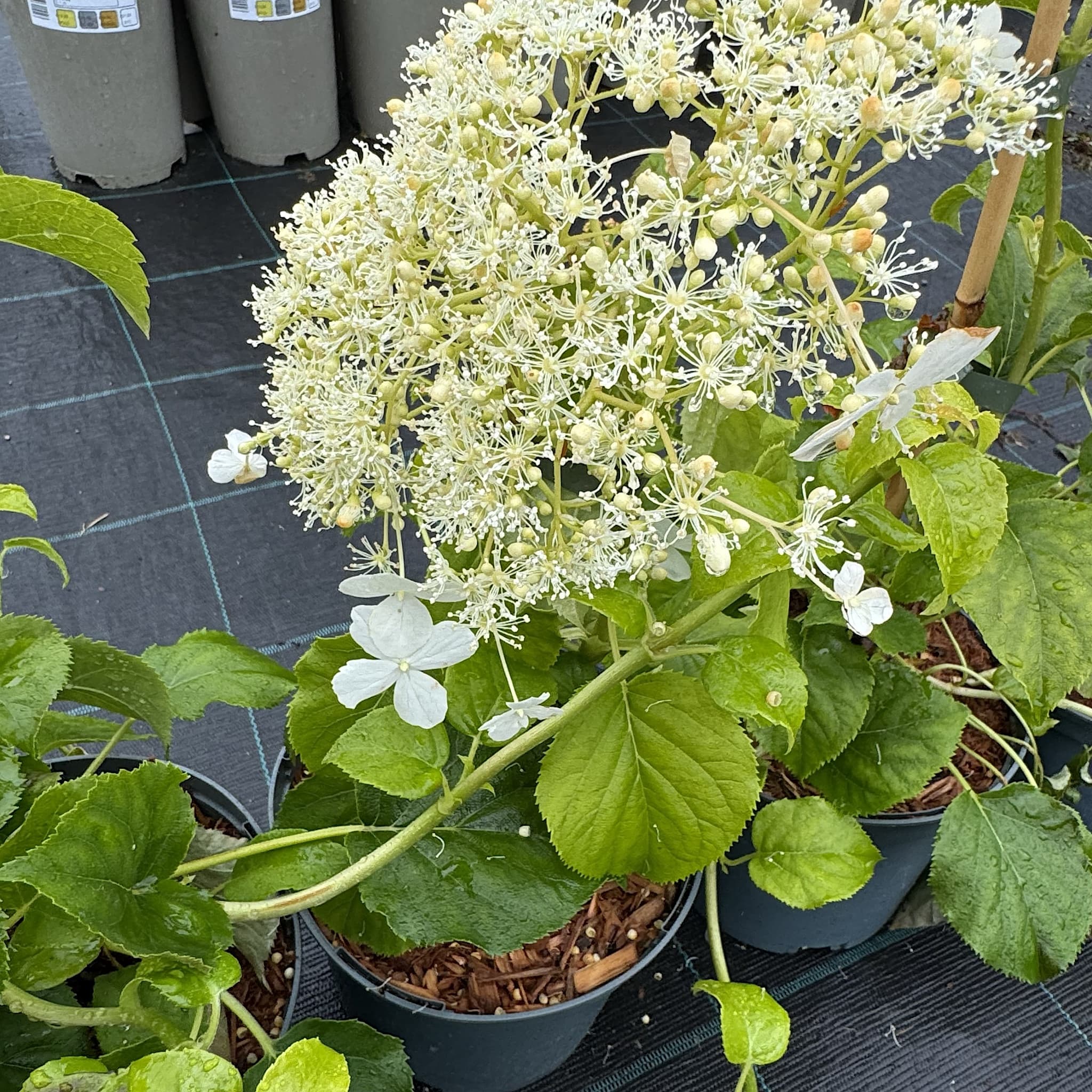 Hydrangea petiolaris
