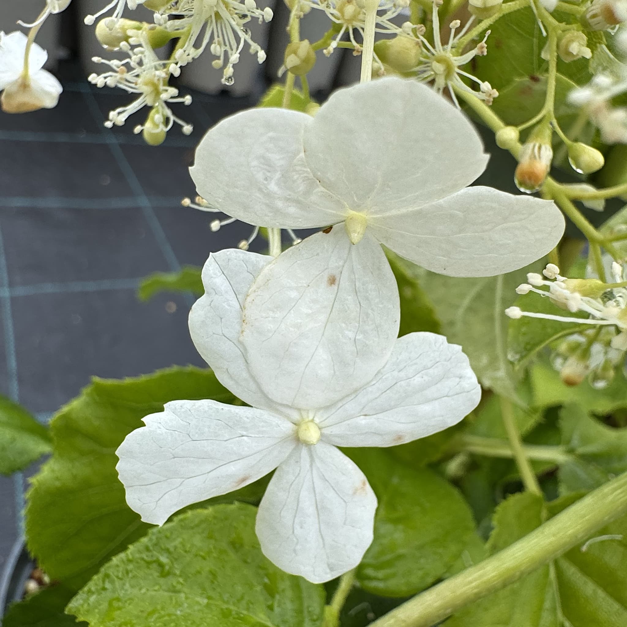 Hydrangea petiolaris