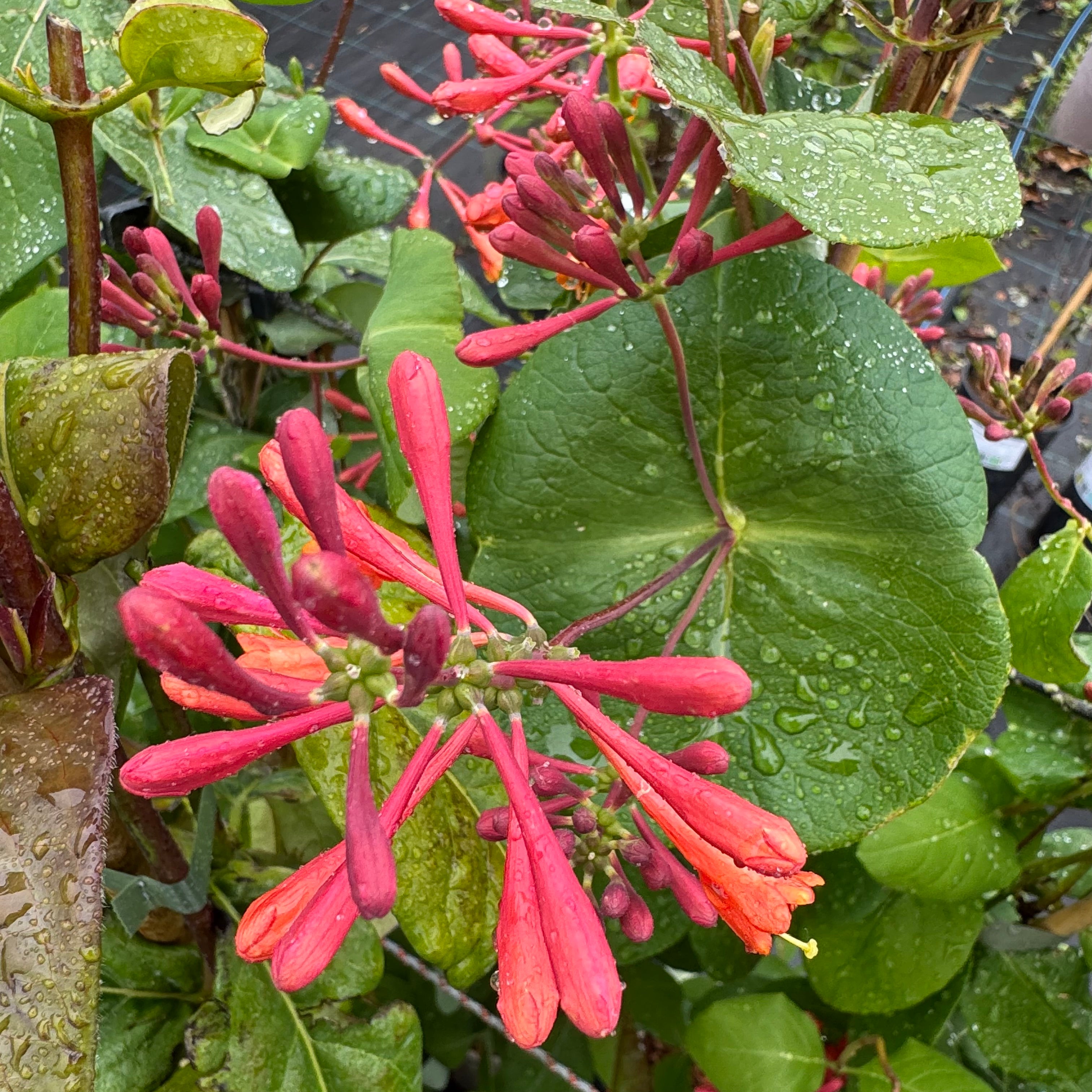Lonicera henryi 'Copper Beauty'