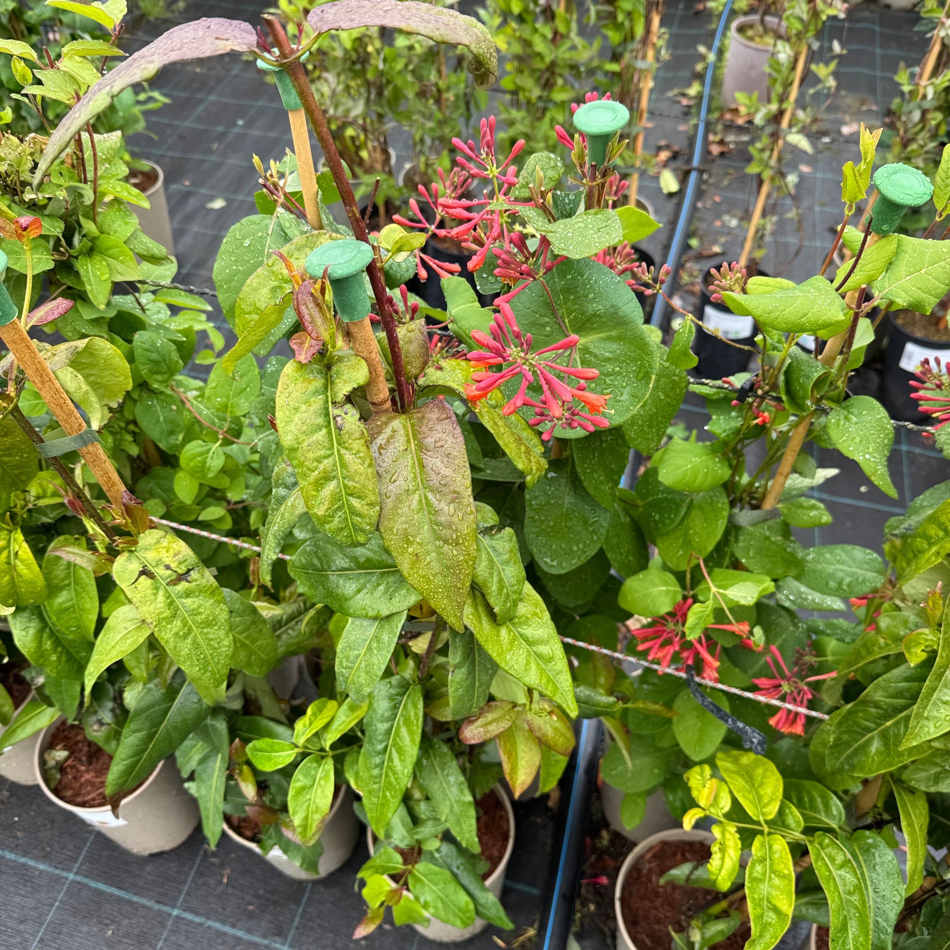 Lonicera henryi 'Copper Beauty'