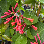 Lonicera henryi 'Copper Beauty'