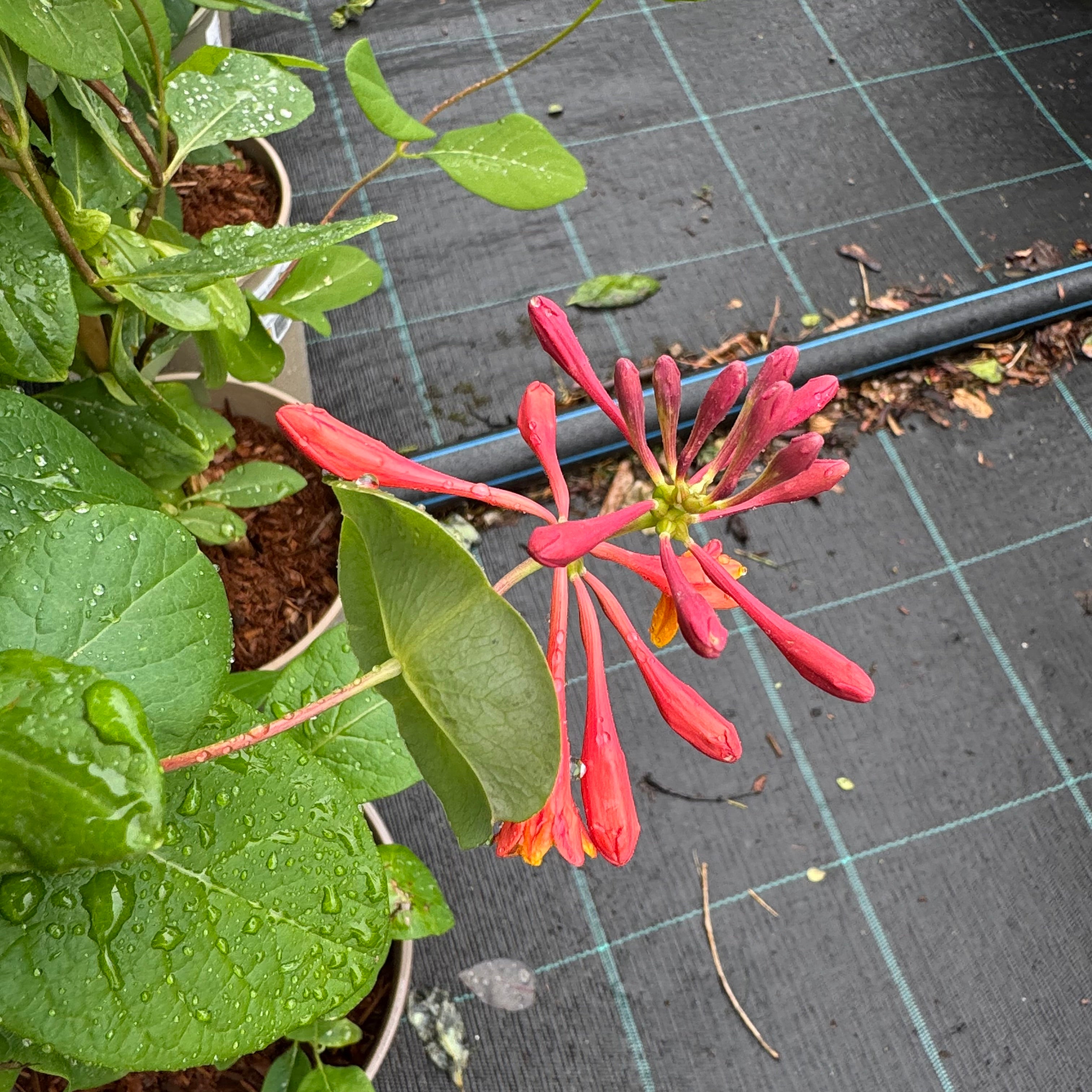 Lonicera henryi 'Copper Beauty'