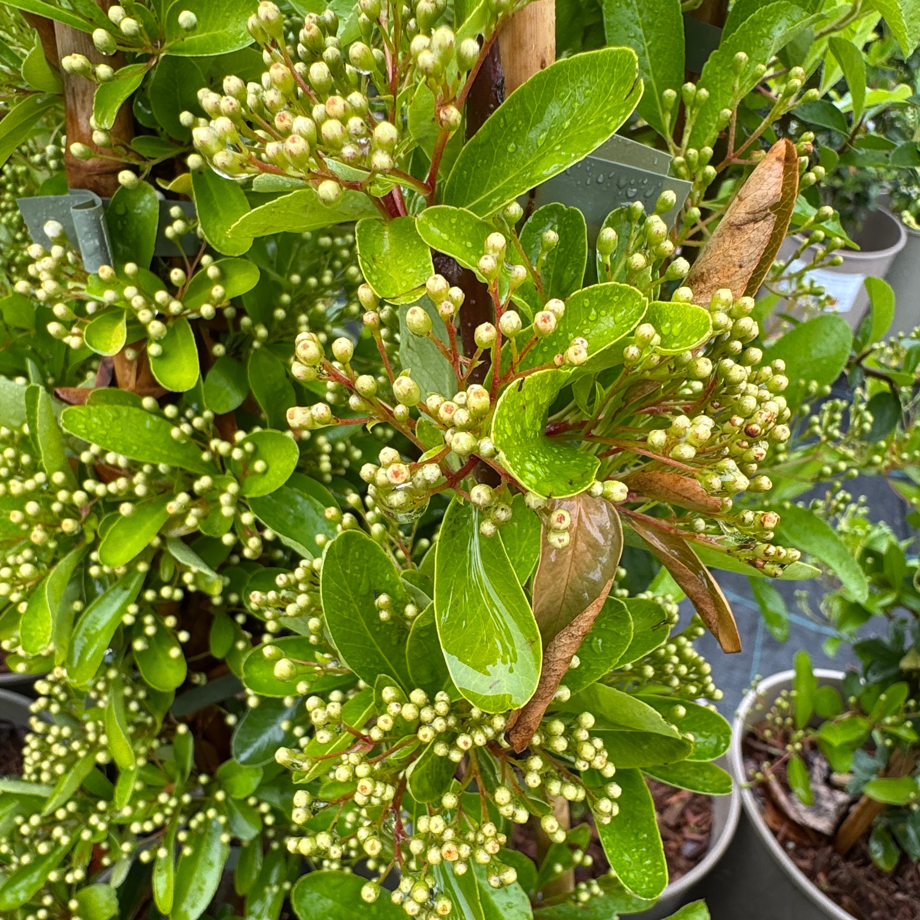 Pyracantha 'Saphyr Red'