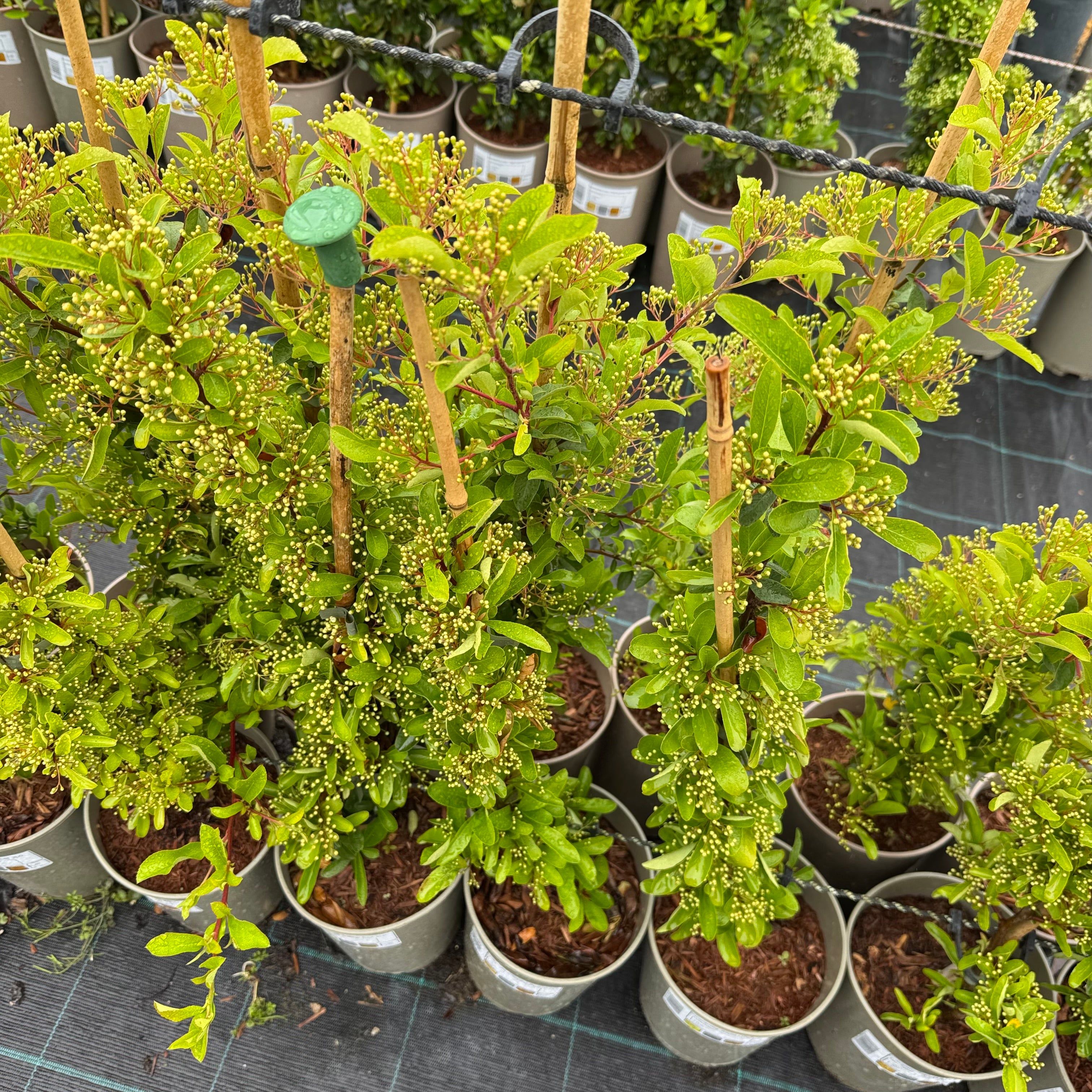 Pyracantha 'Saphyr Red'