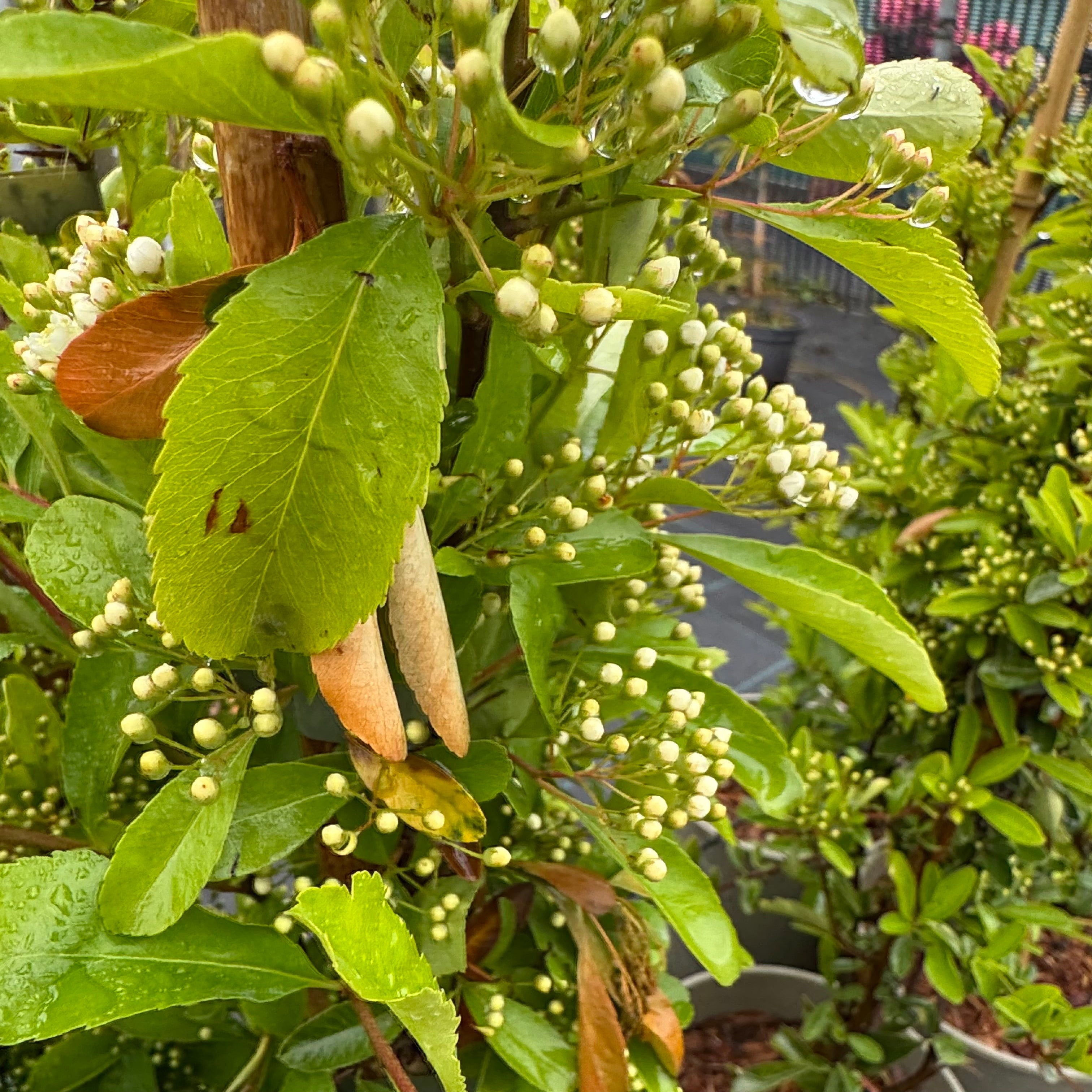 Pyracantha 'Saphyr Yellow'