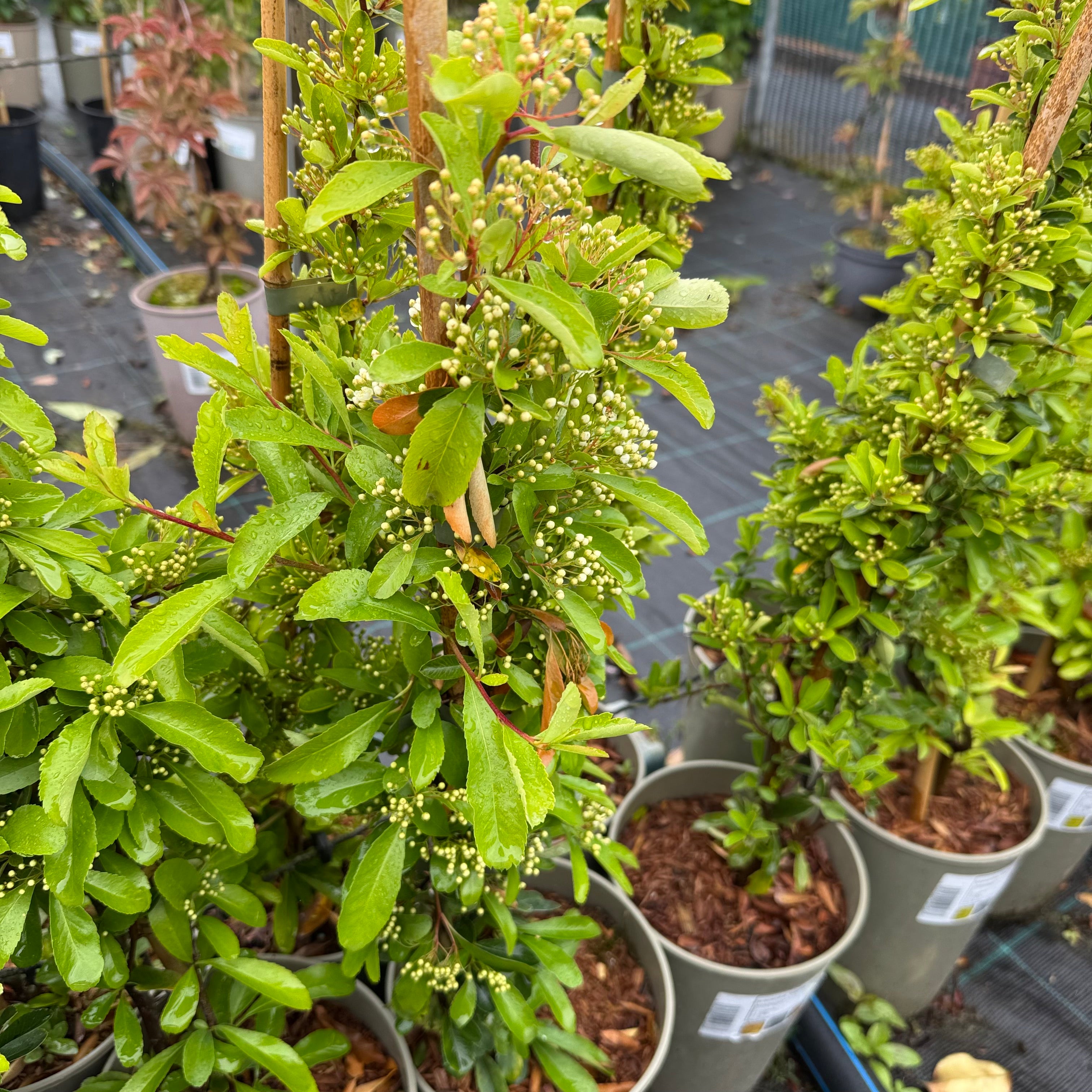 Pyracantha 'Saphyr Yellow'
