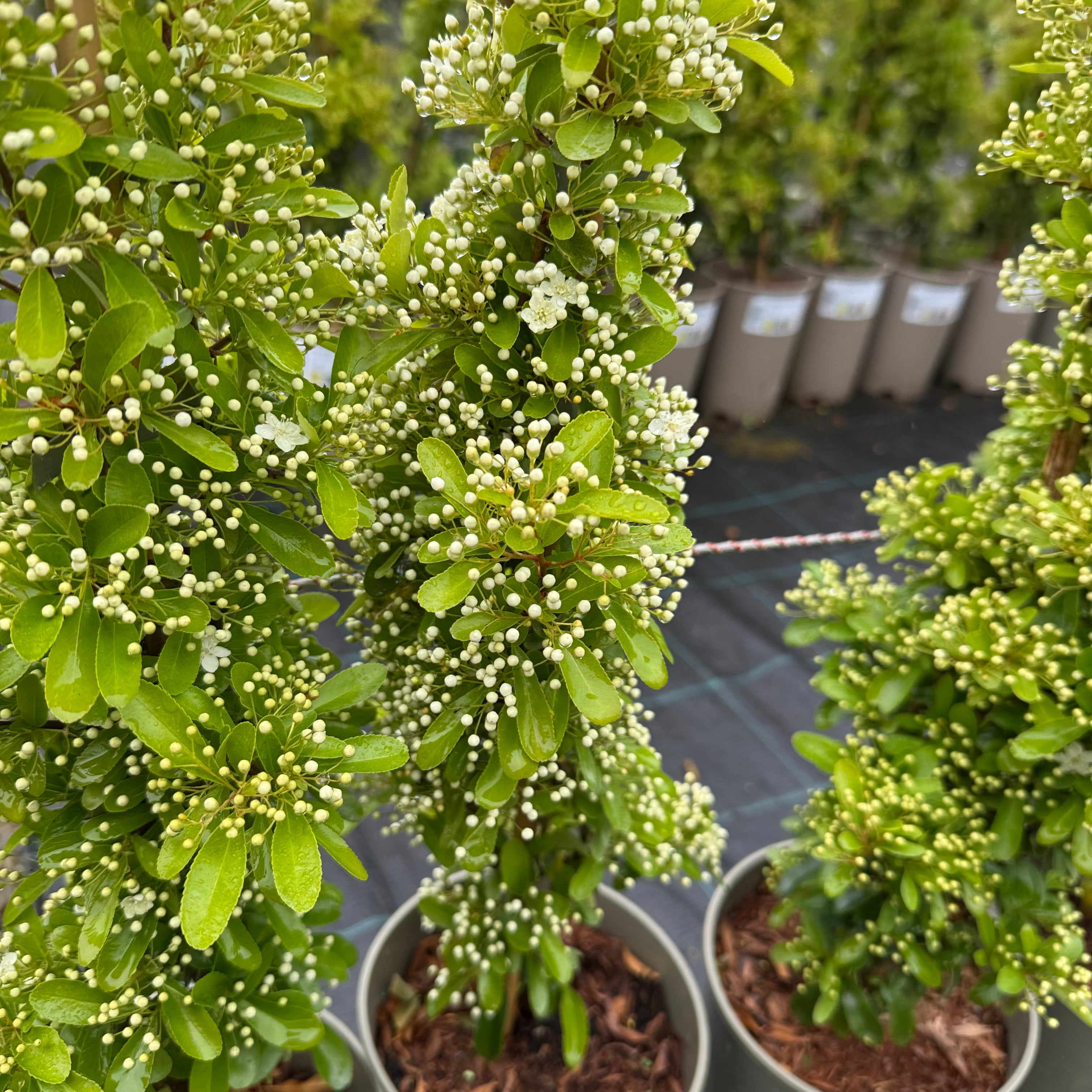 Pyracantha 'Orange Glow'