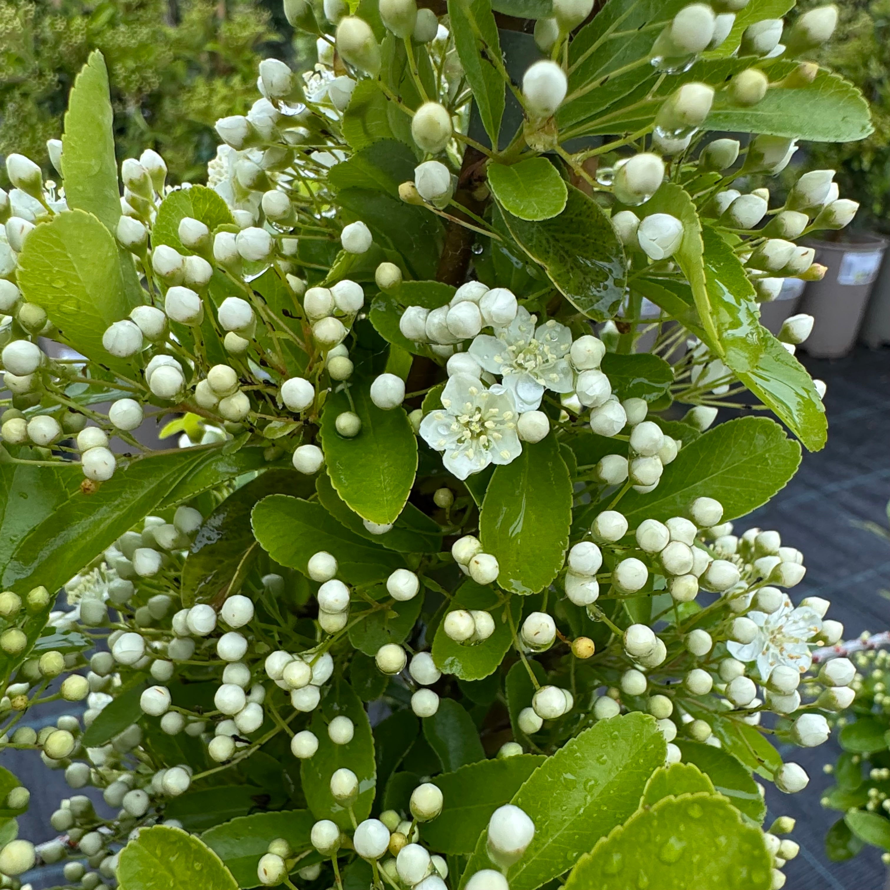 Pyracantha 'Orange Glow'