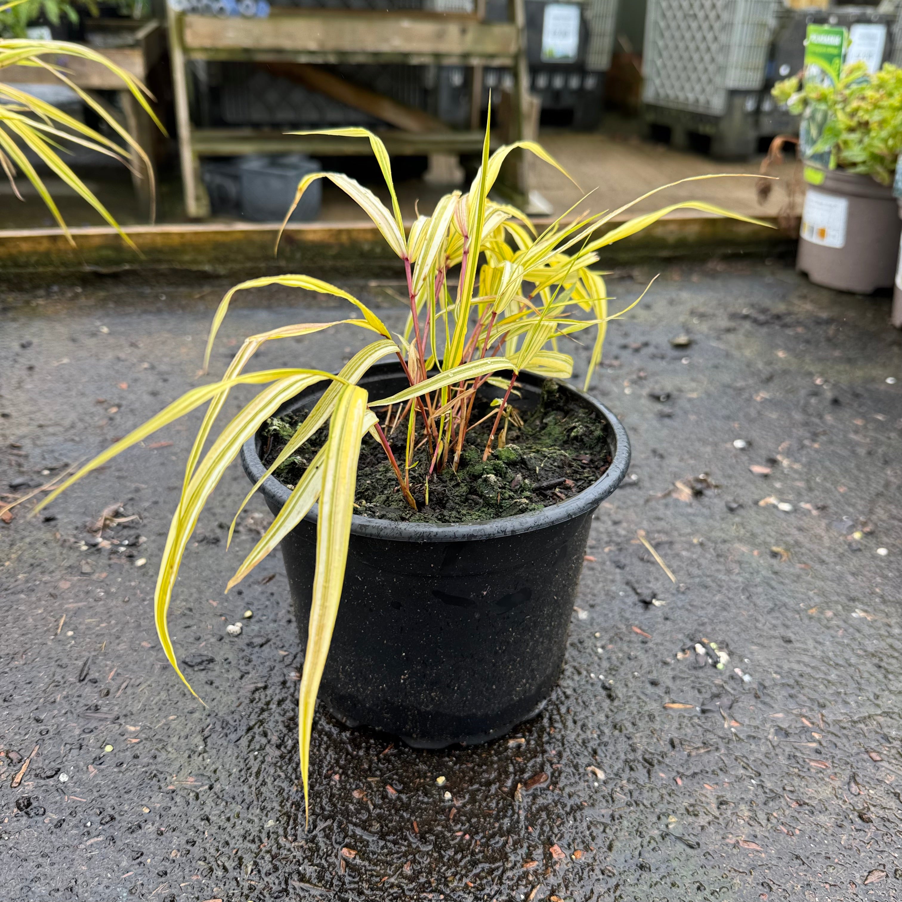 Hakonechloa macra 'Aureola'