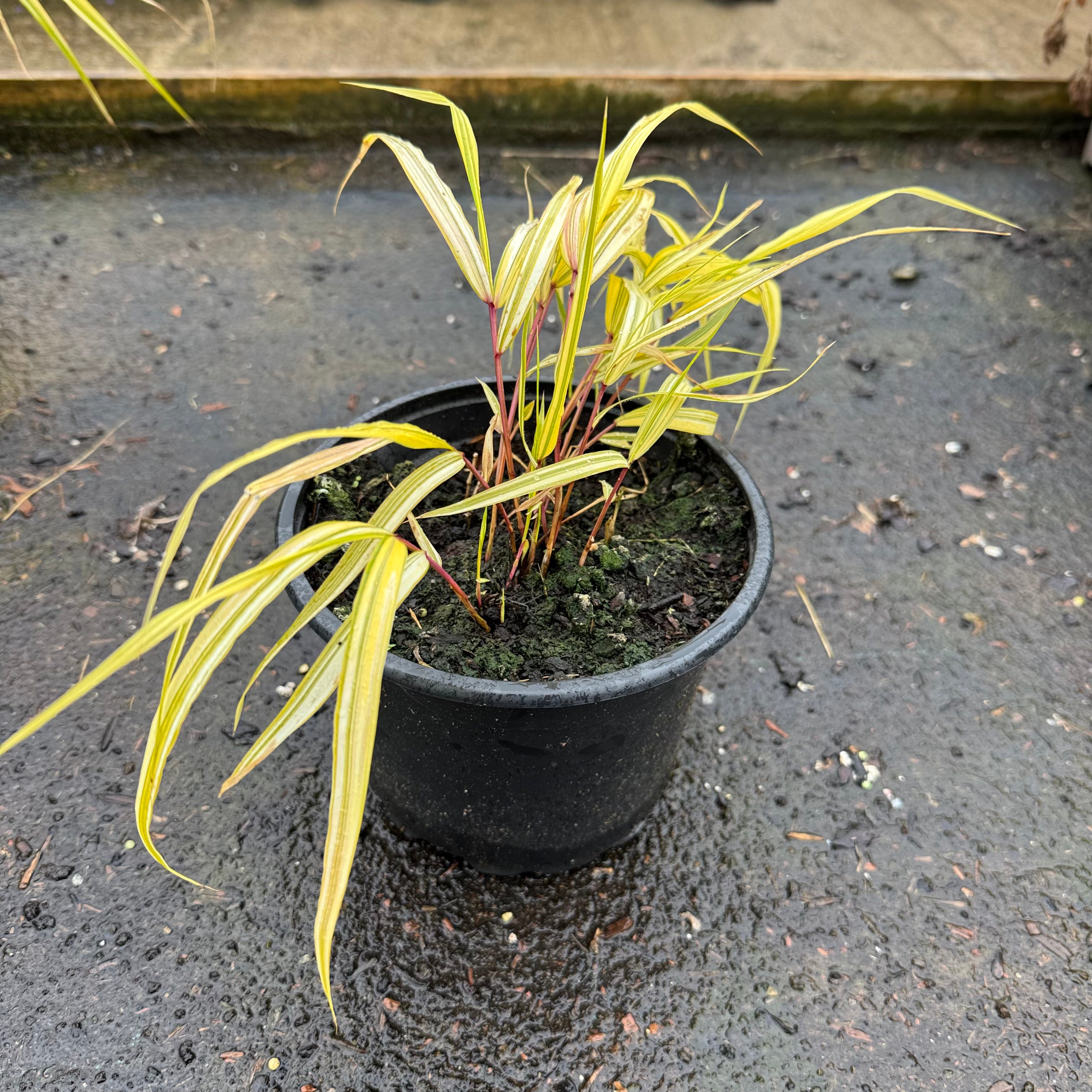 Hakonechloa macra 'Aureola'