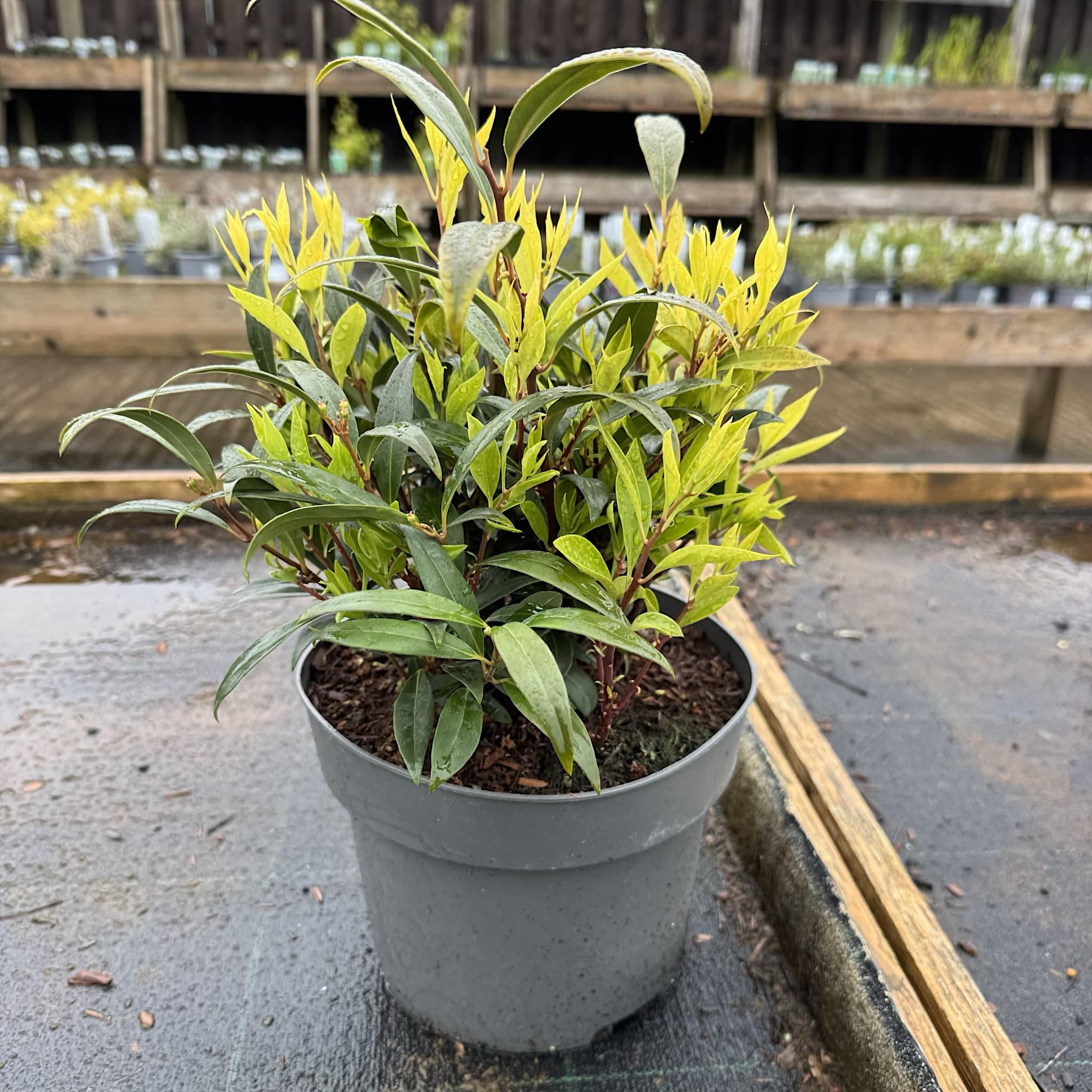 Sarcococca hookeriana var. Digyna 'Purple Stem'