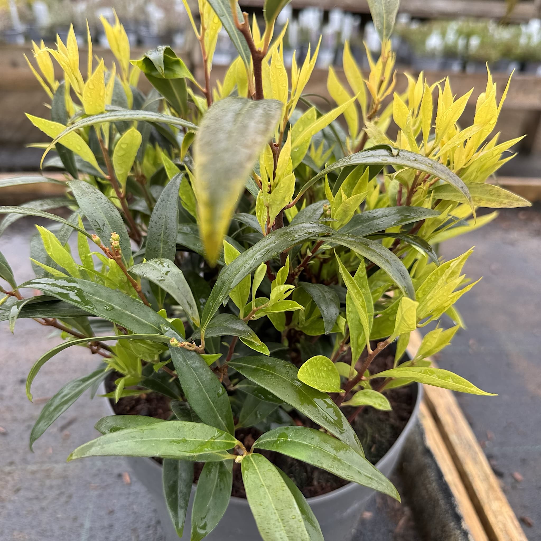 Sarcococca hookeriana var. Digyna 'Purple Stem'