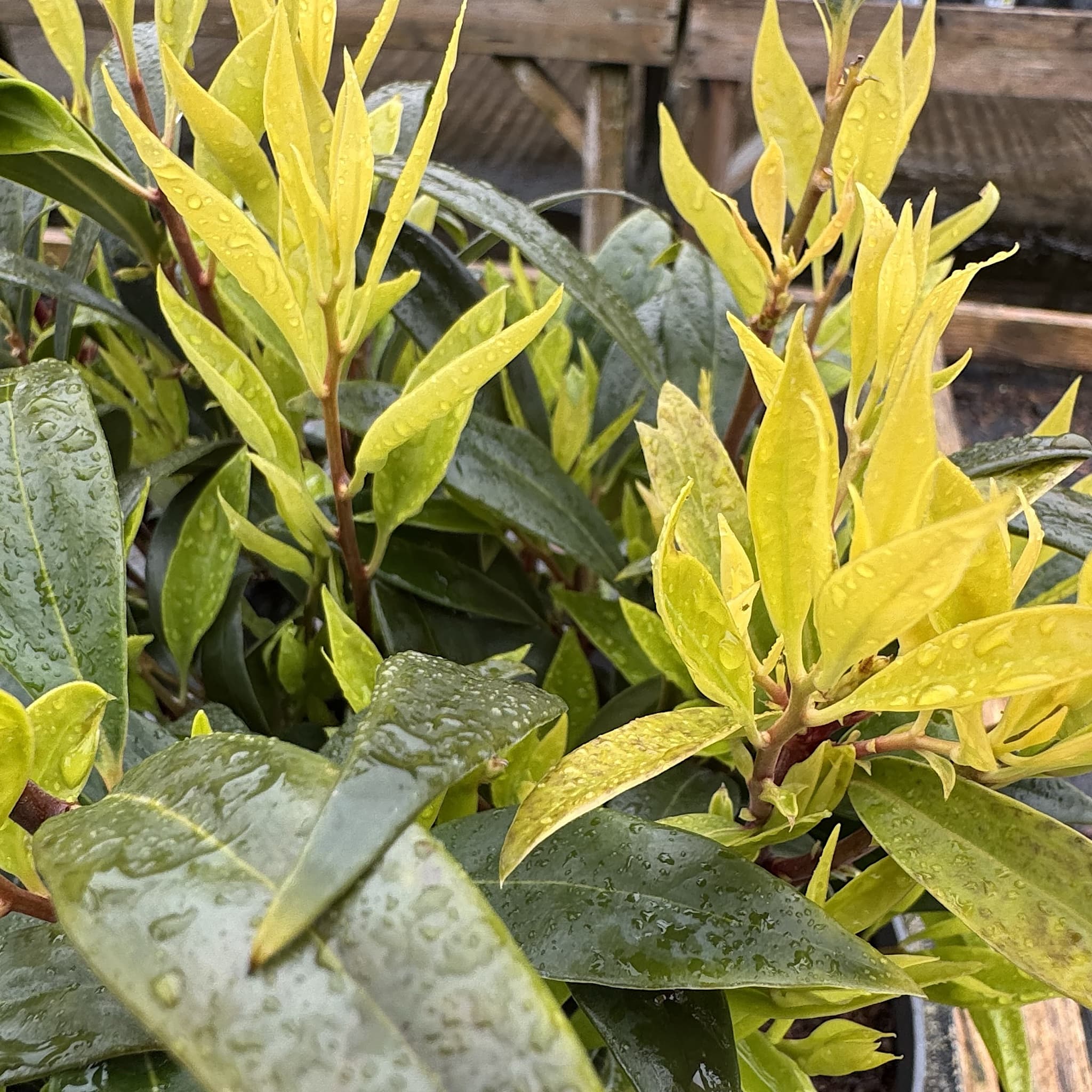 Sarcococca hookeriana var. Digyna 'Purple Stem'