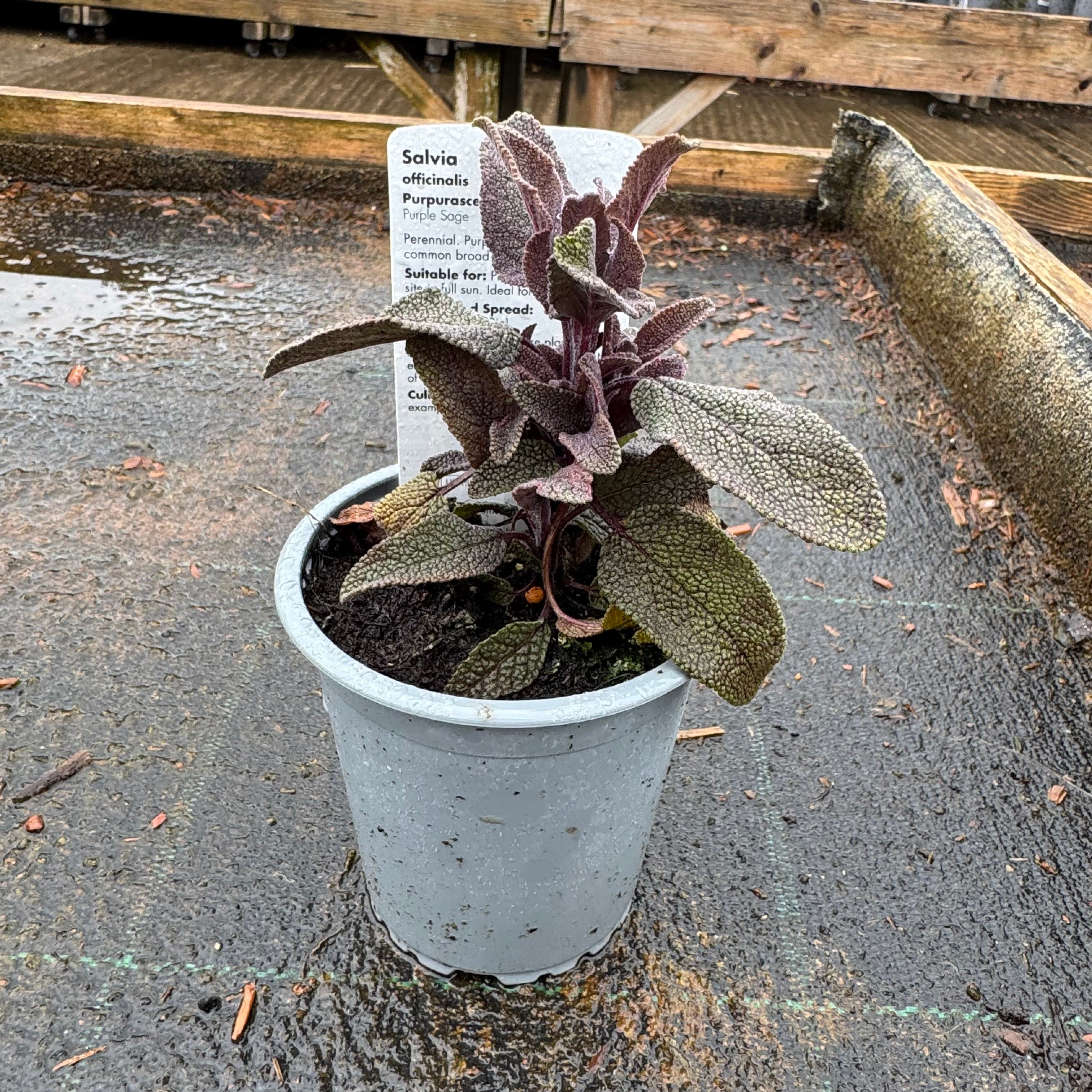 Salvia off. Purpurascens