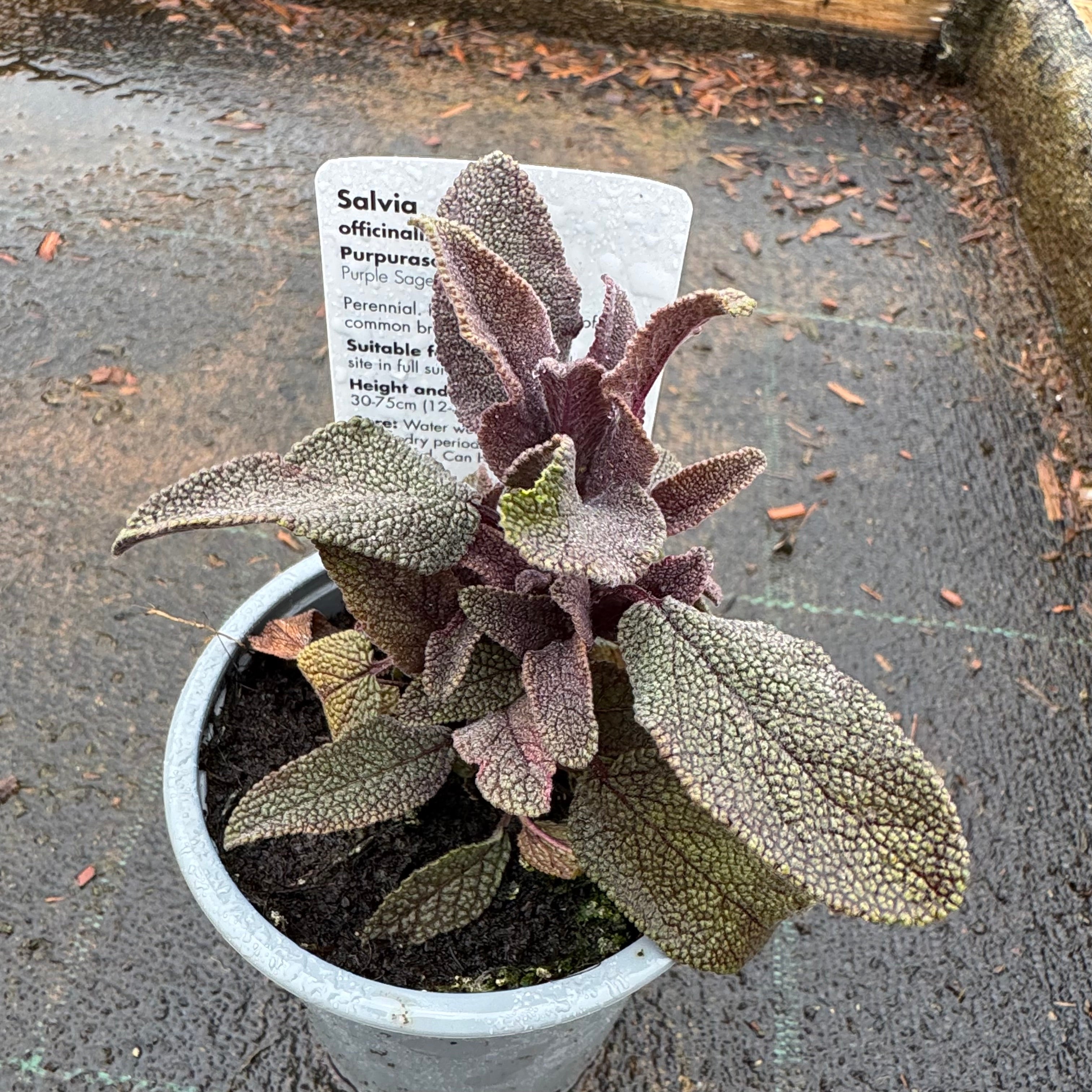 Salvia off. Purpurascens