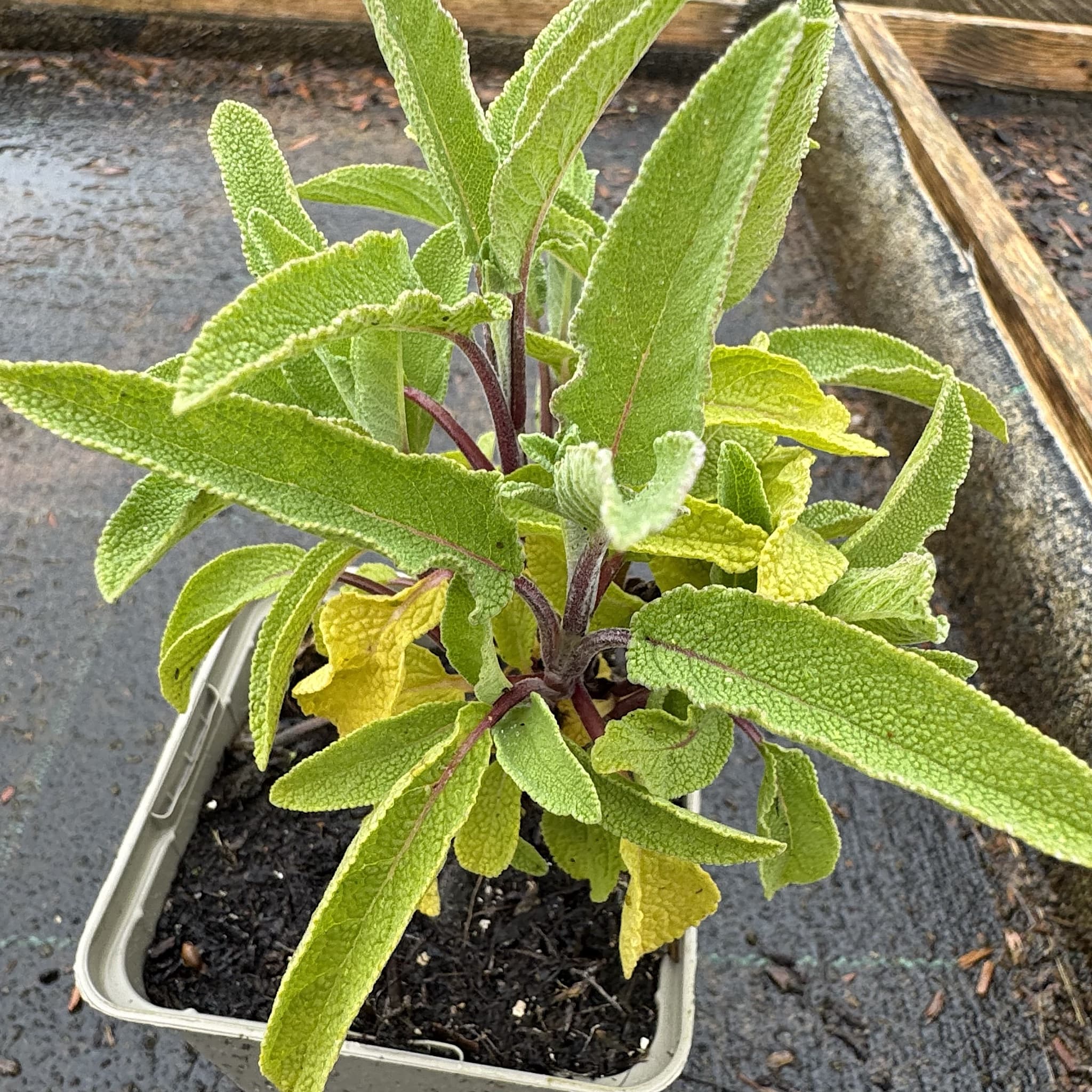 Salvia officinalis